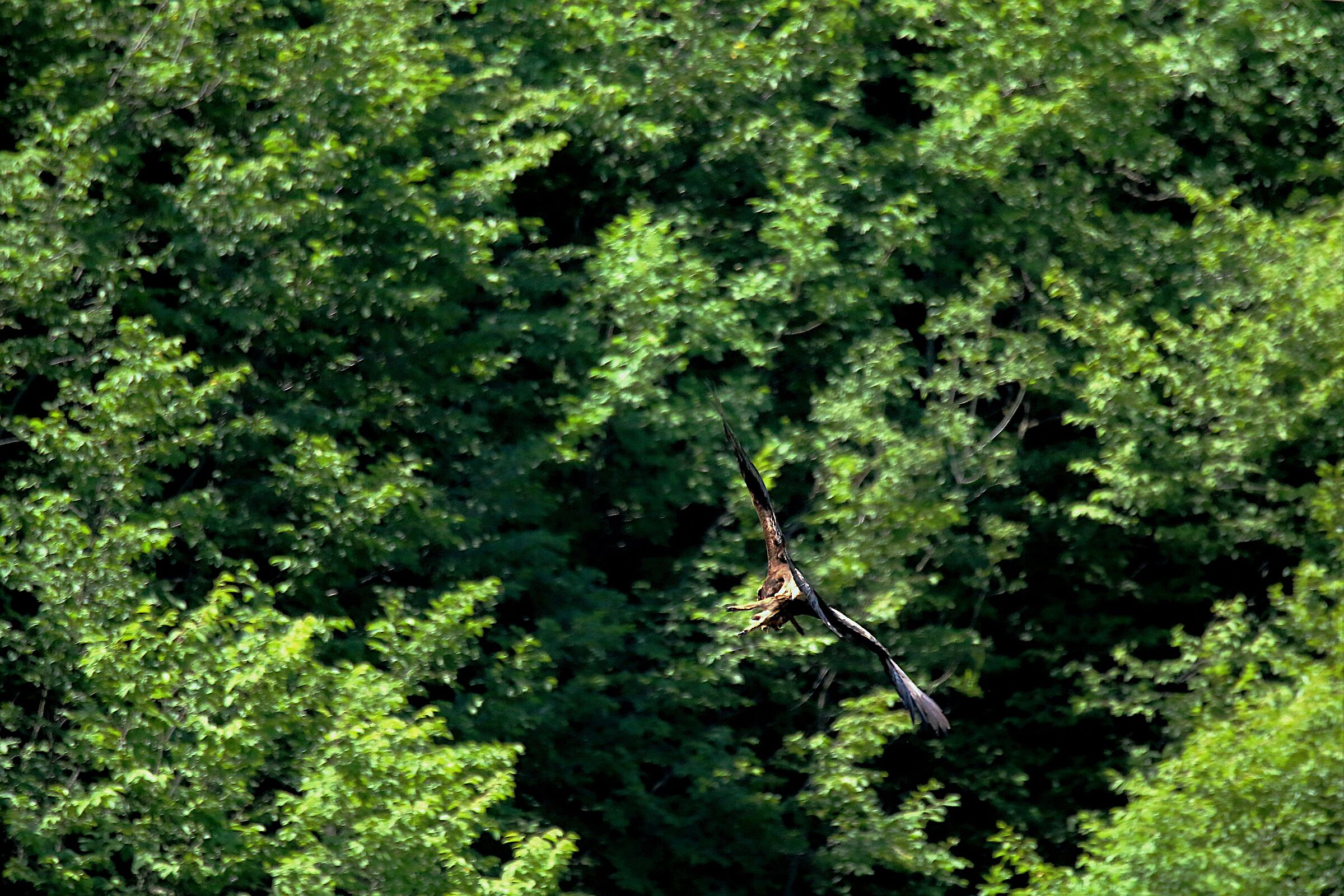 Eagle with Wild Boar
