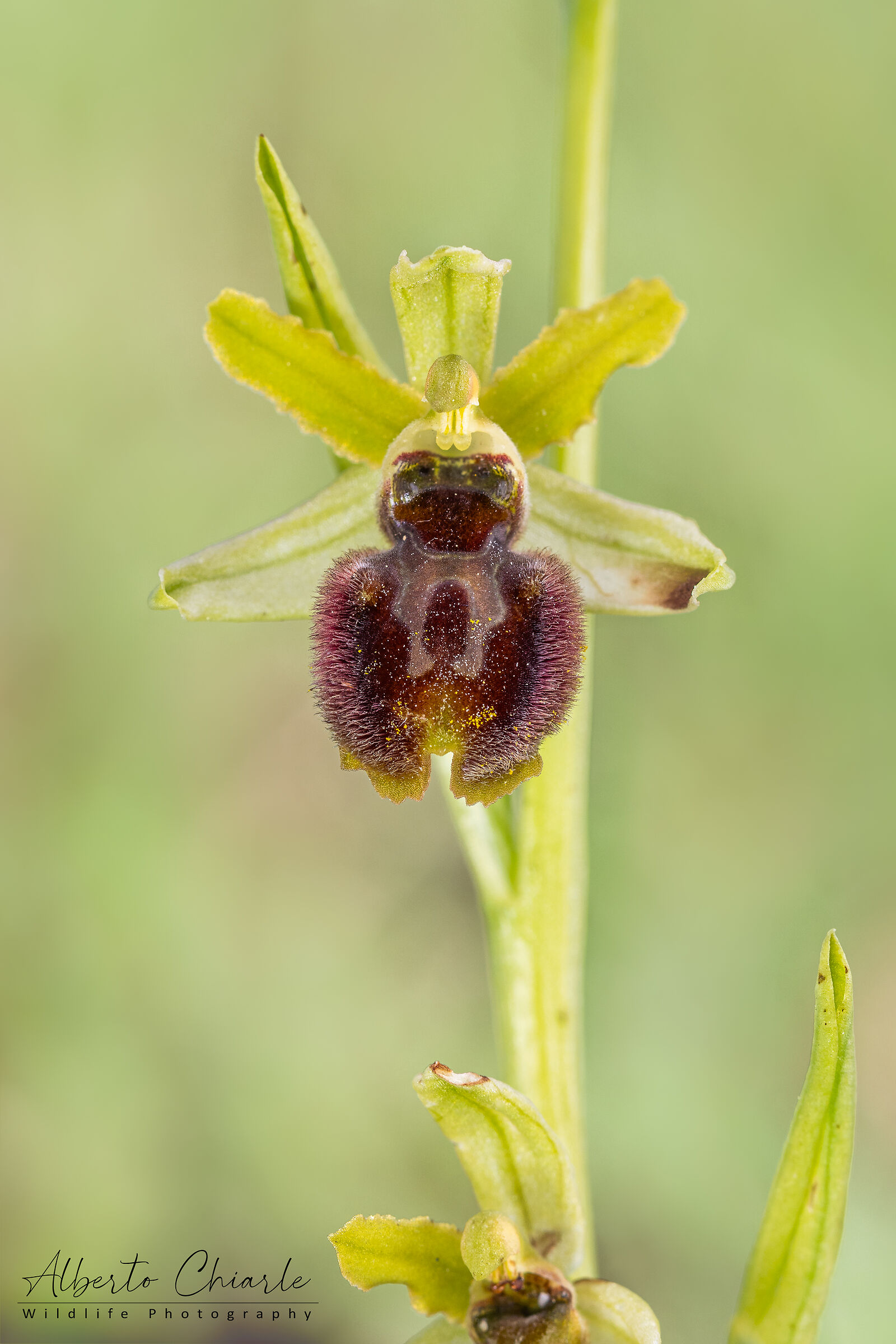 Ophrys sphegodes