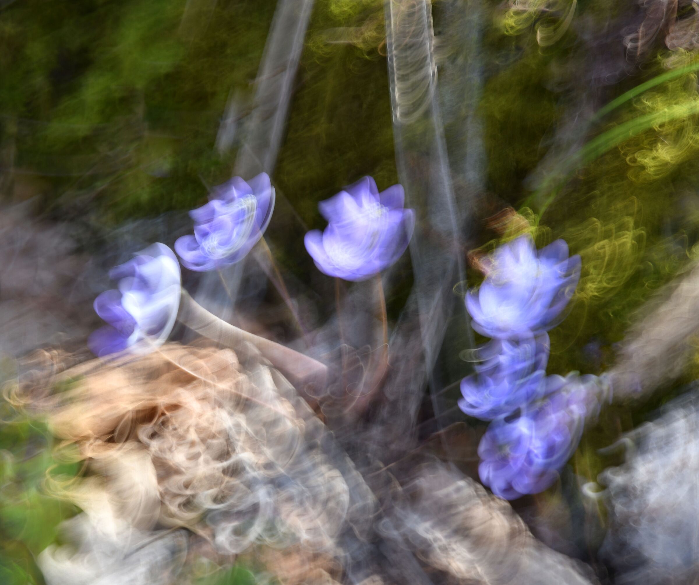 Primavera Mossa.  ...