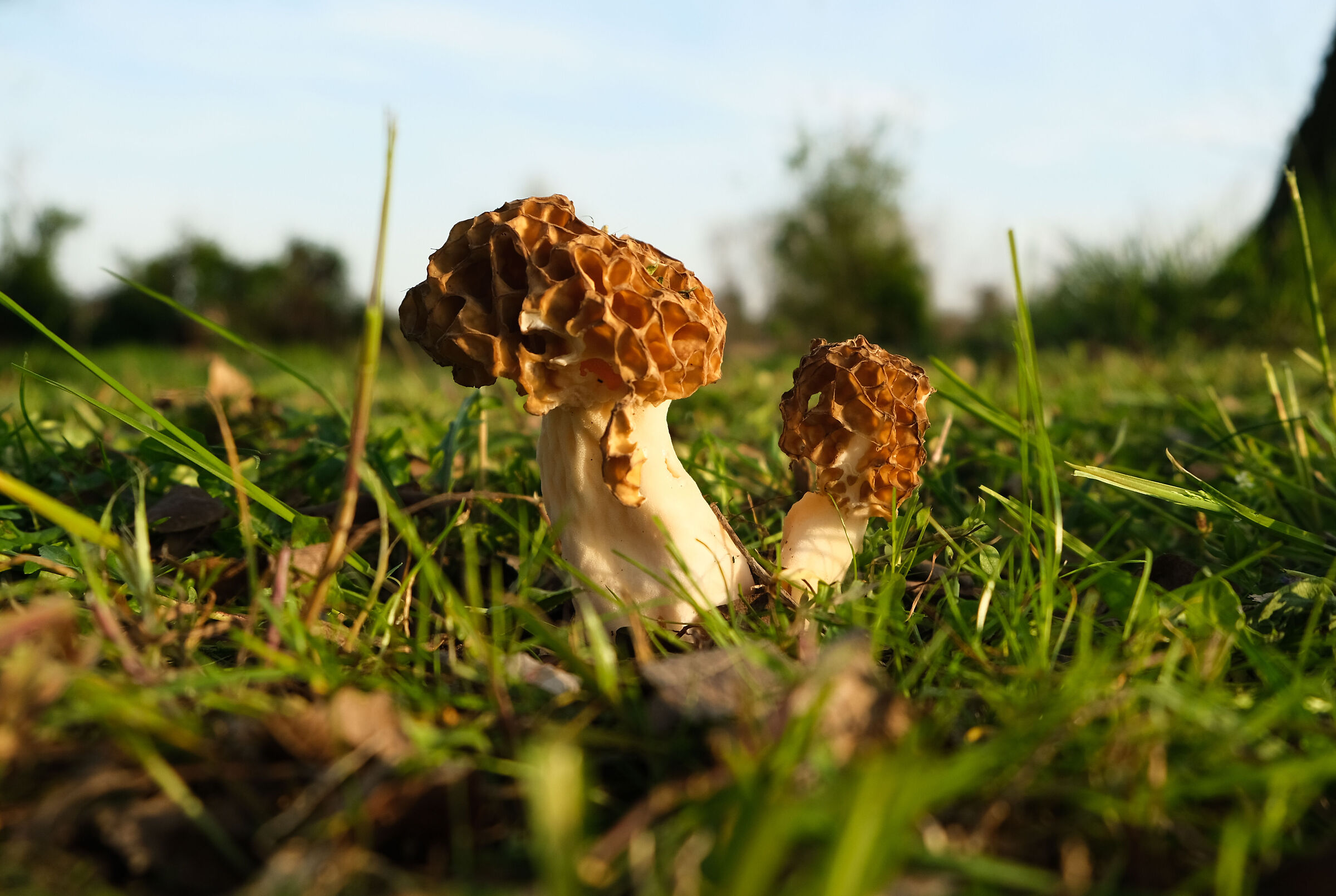 Spugnola ... ahimè, in deperimento