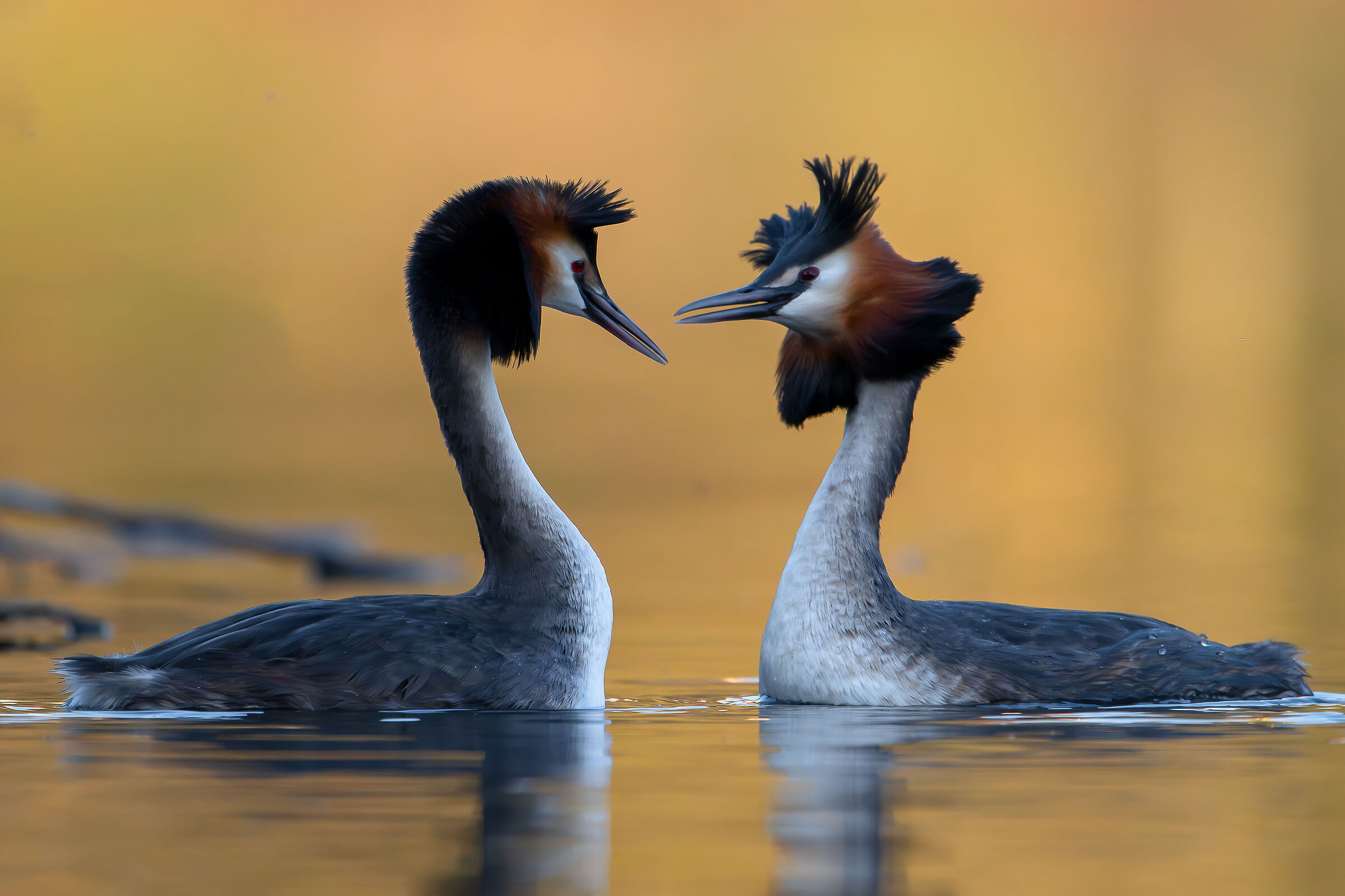 Grebes