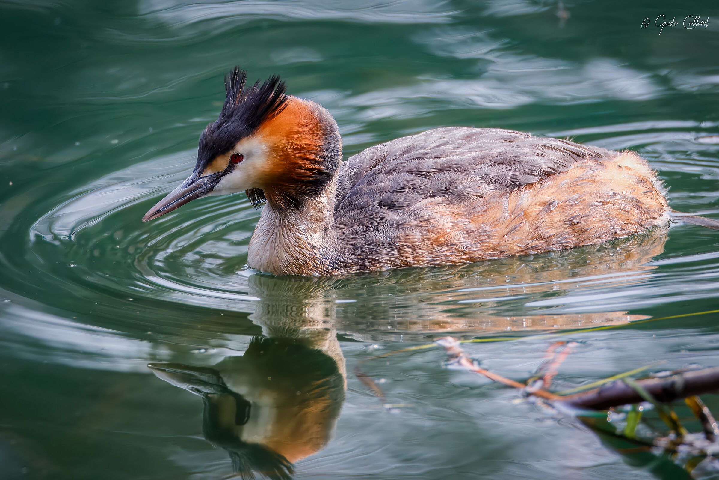 Grebe