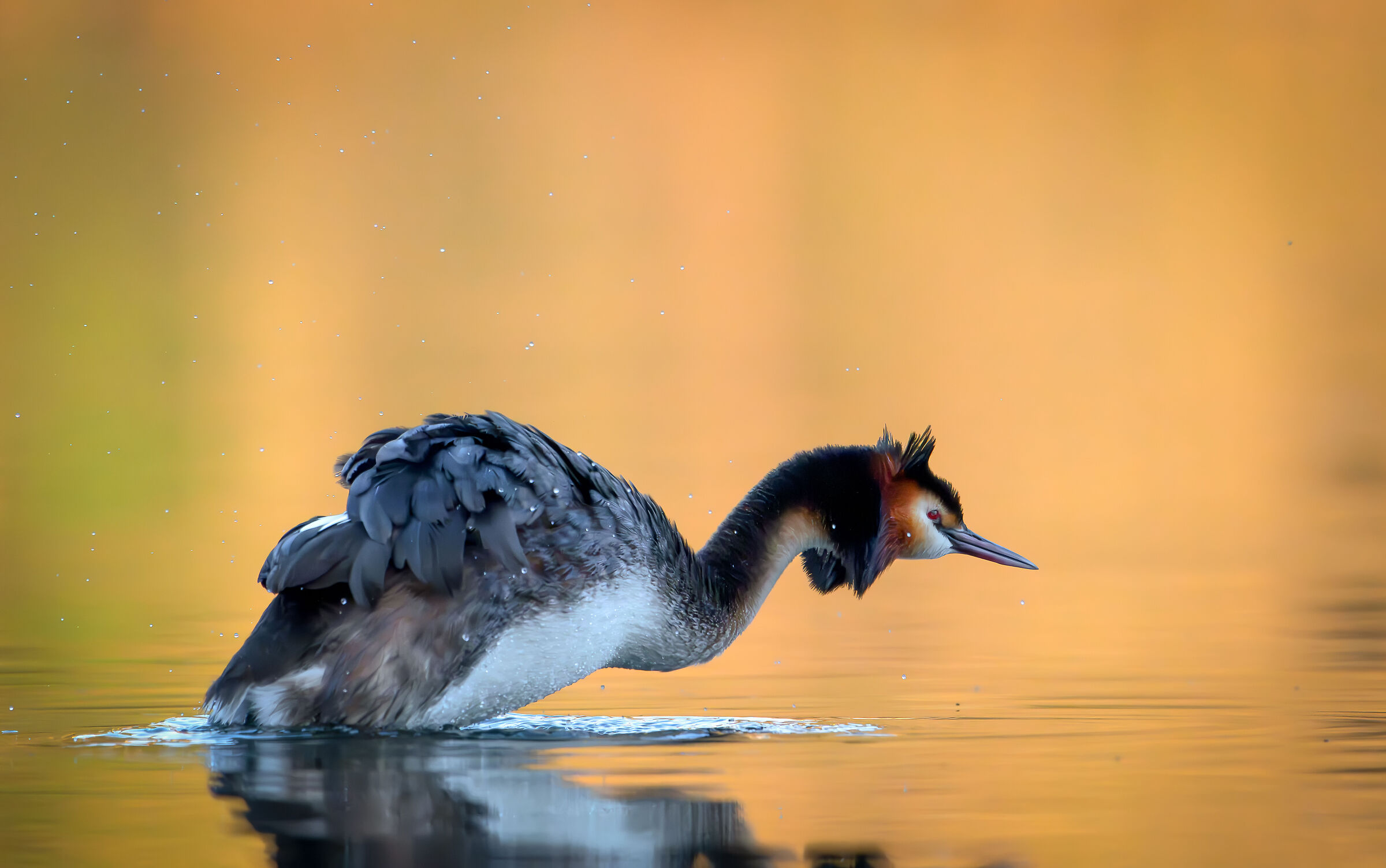 Grebe