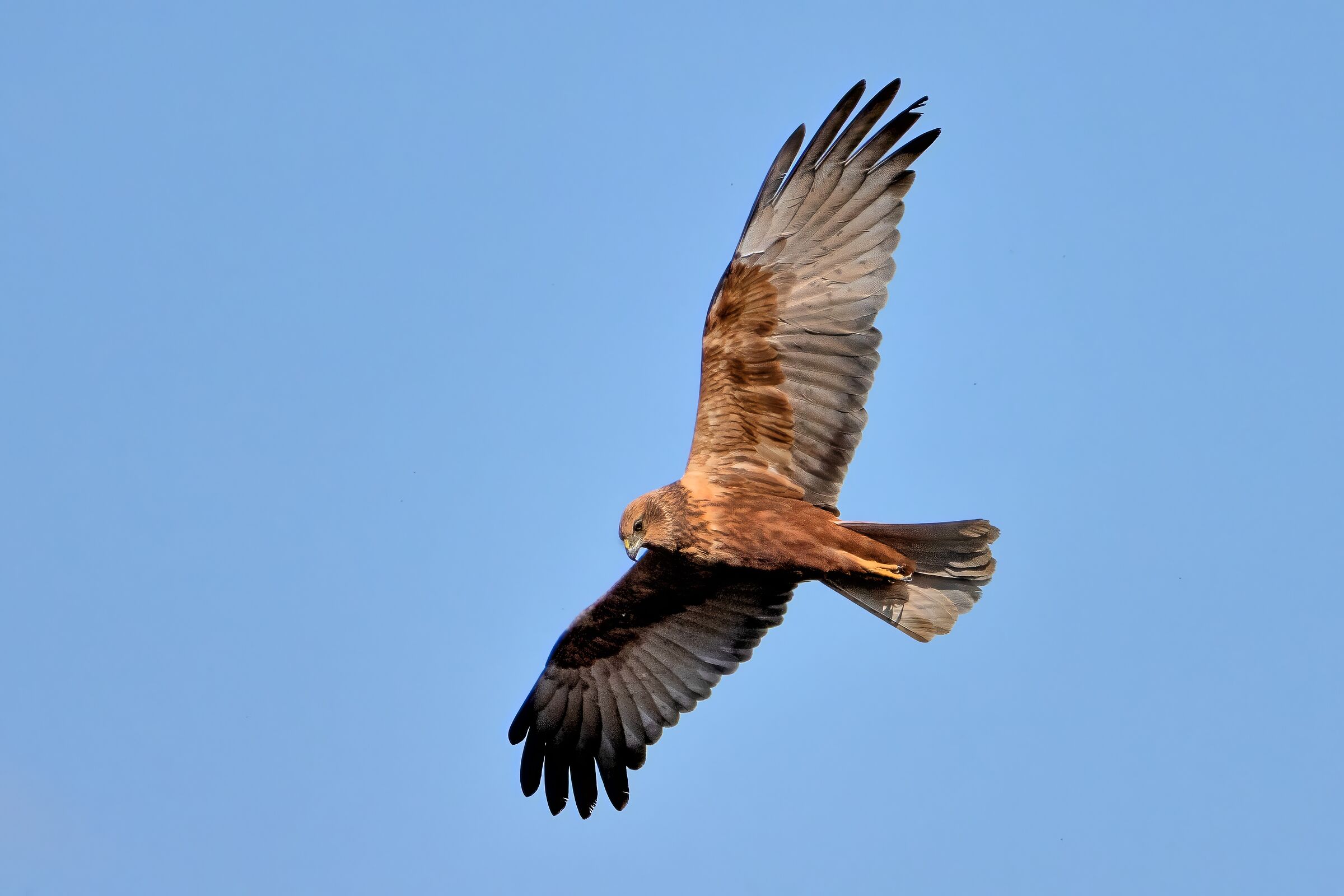 Marsh Harrier (Circus aeruginosus)
