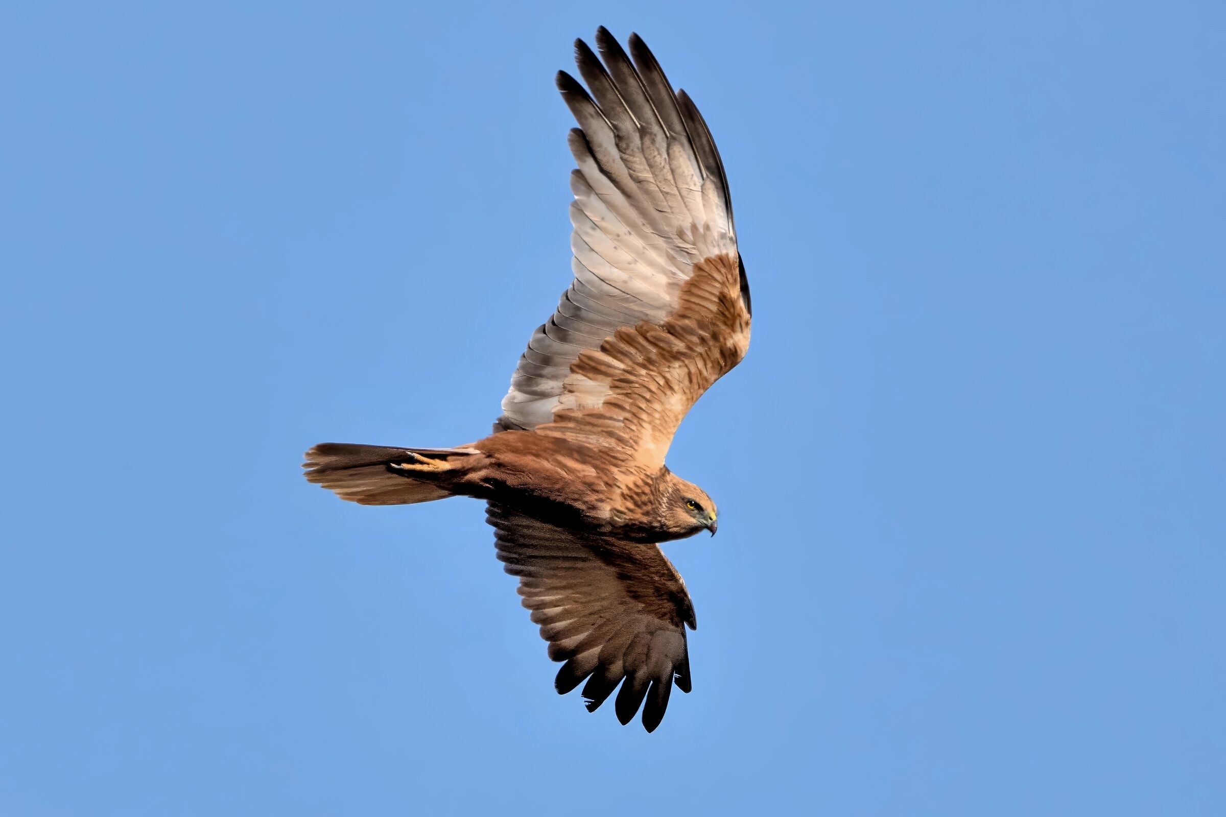 Marsh Harrier (Circus aeruginosus)
