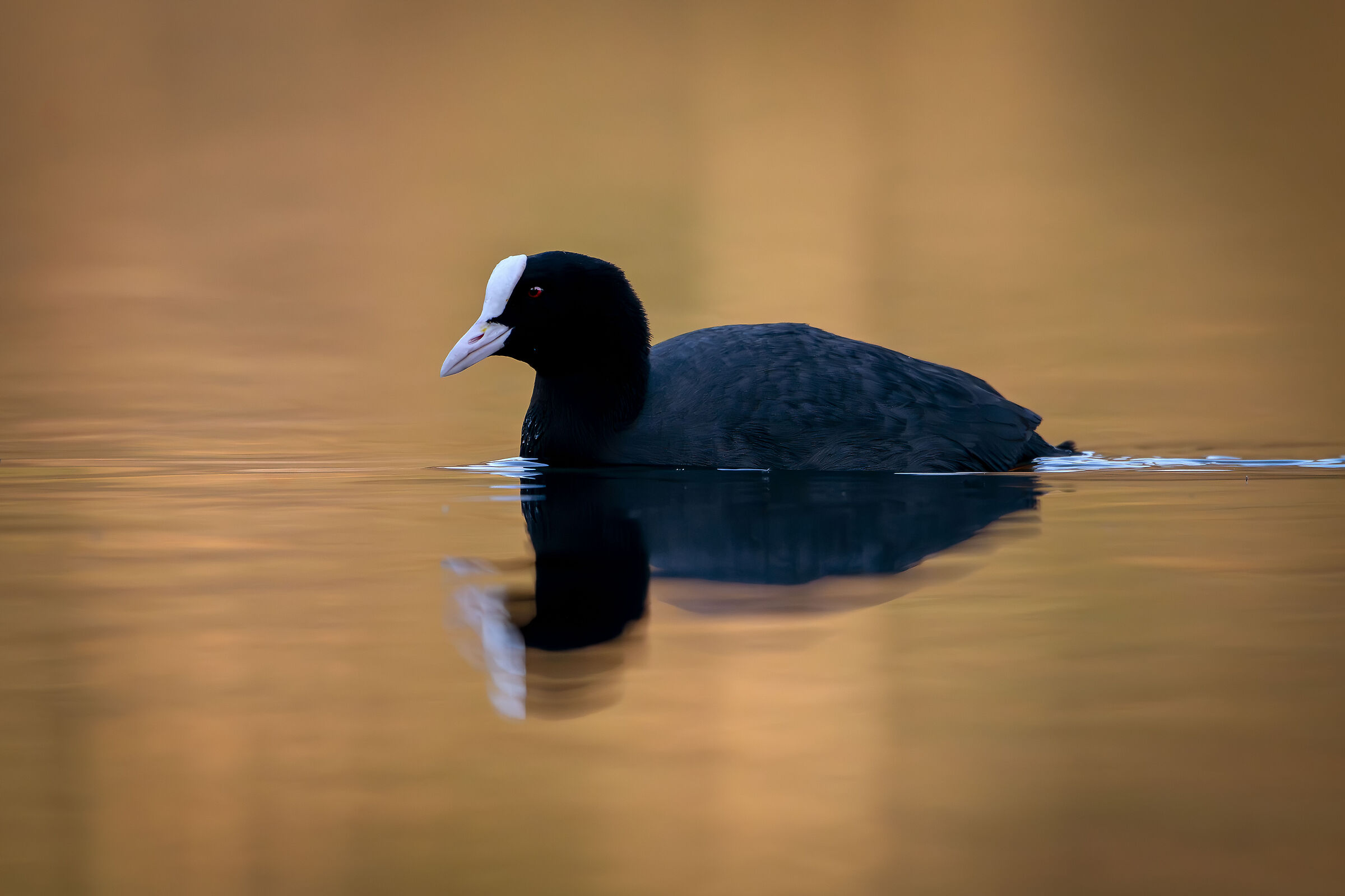 Coot