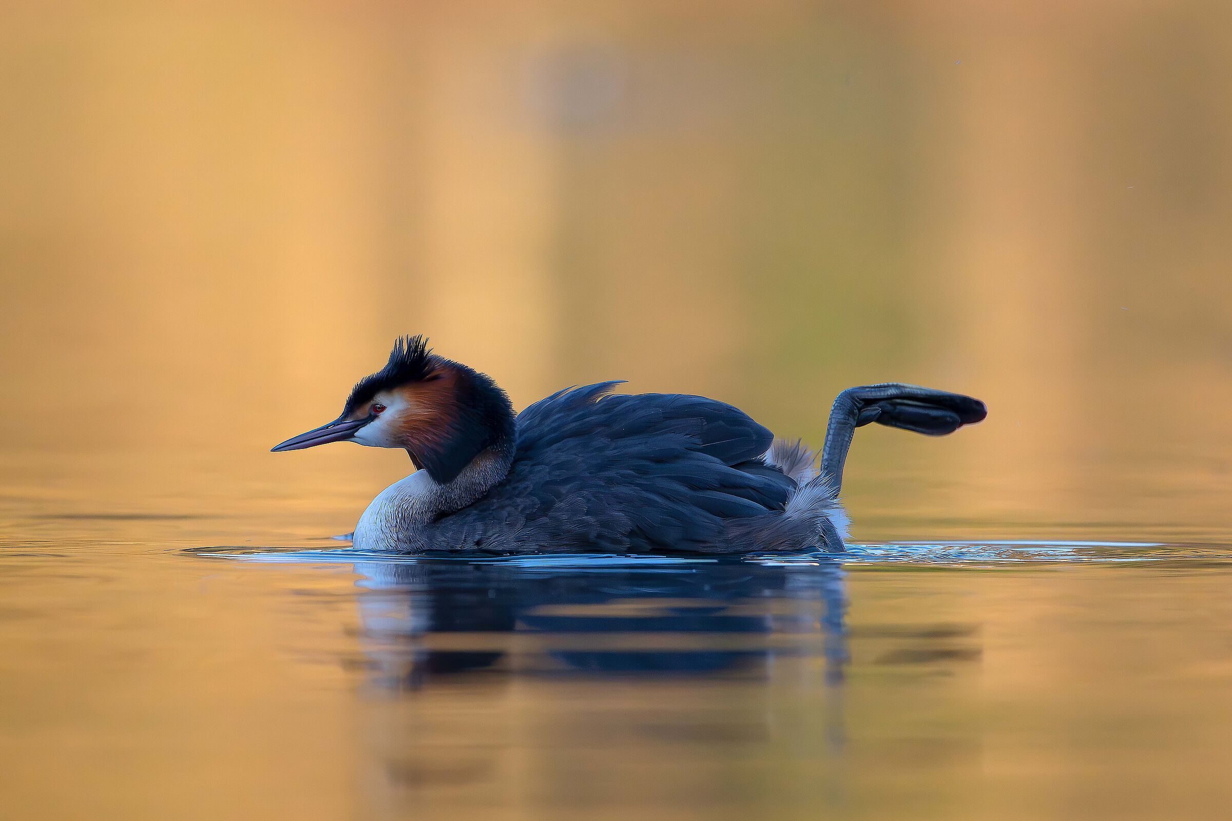 Grebe (Egyptian :-))