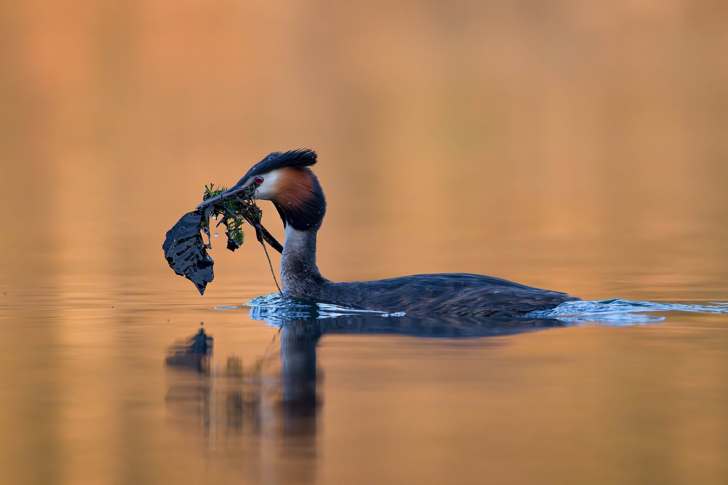 Nest building material