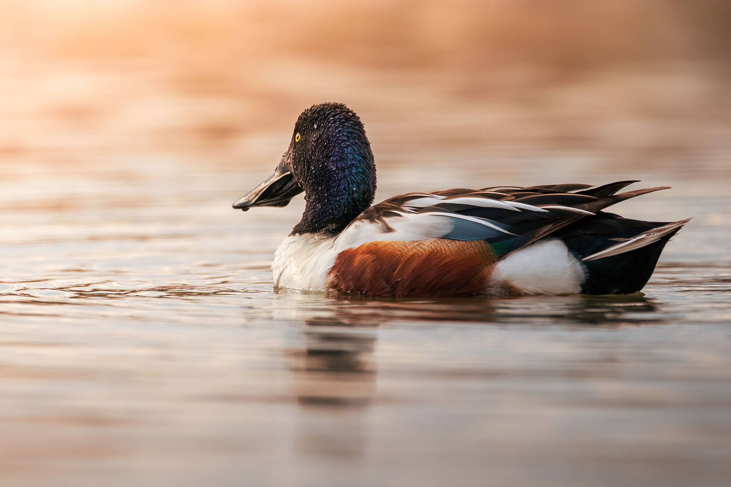 Swimming into the sunset