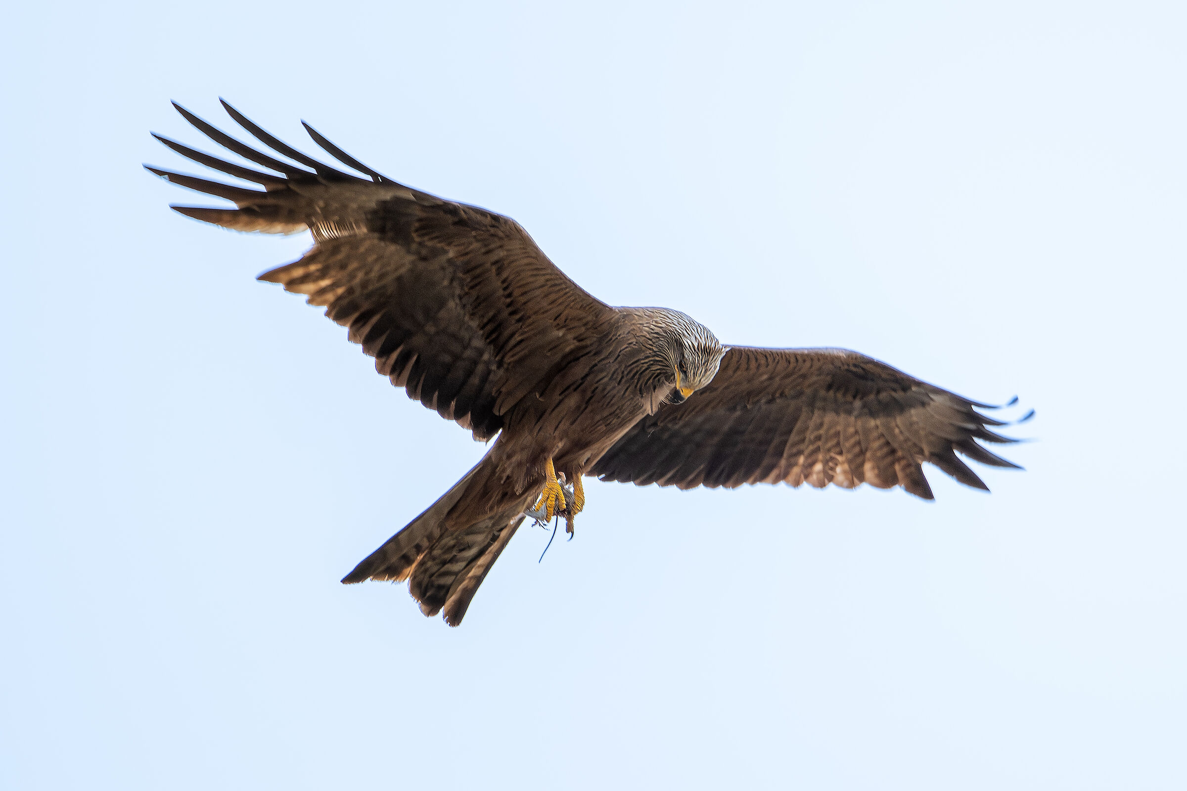 Black kite with prey