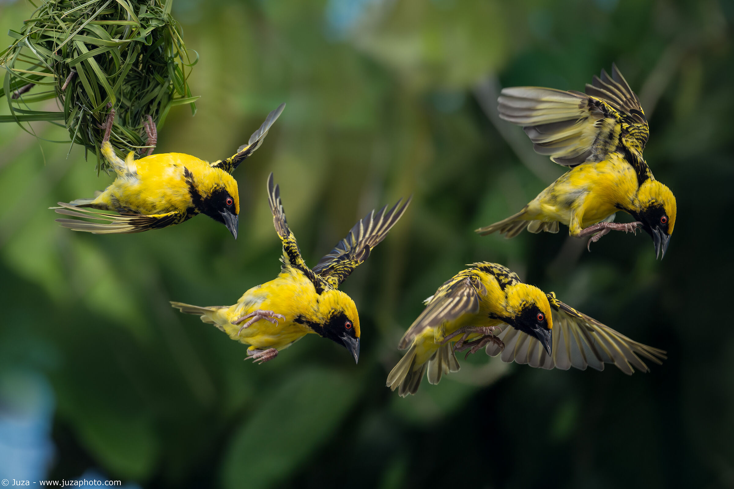 The Flight of the Weaver (sequence of 4 photos)