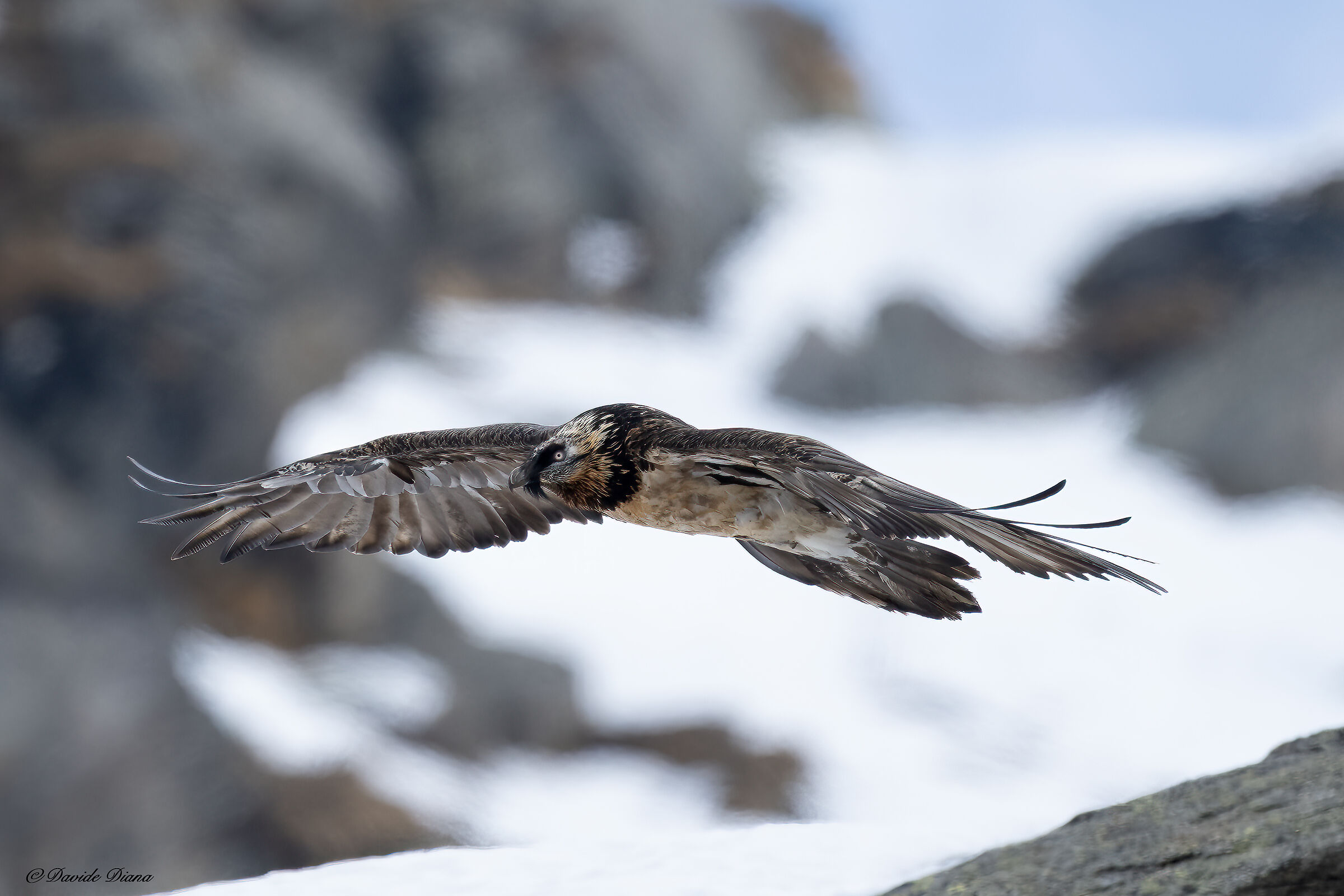 Gypaetus barbatus - Gran Paradiso National Park