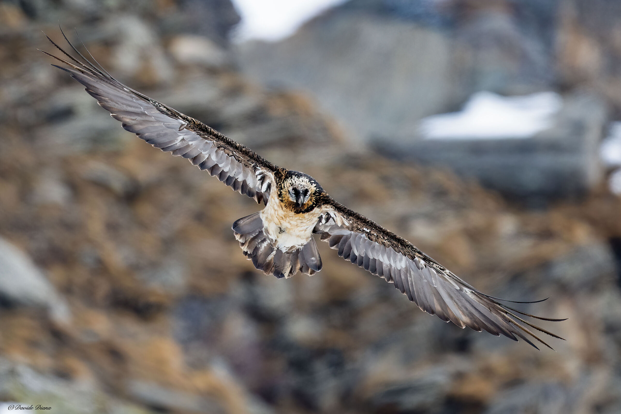 Gypaetus barbatus - Gran Paradiso National Park