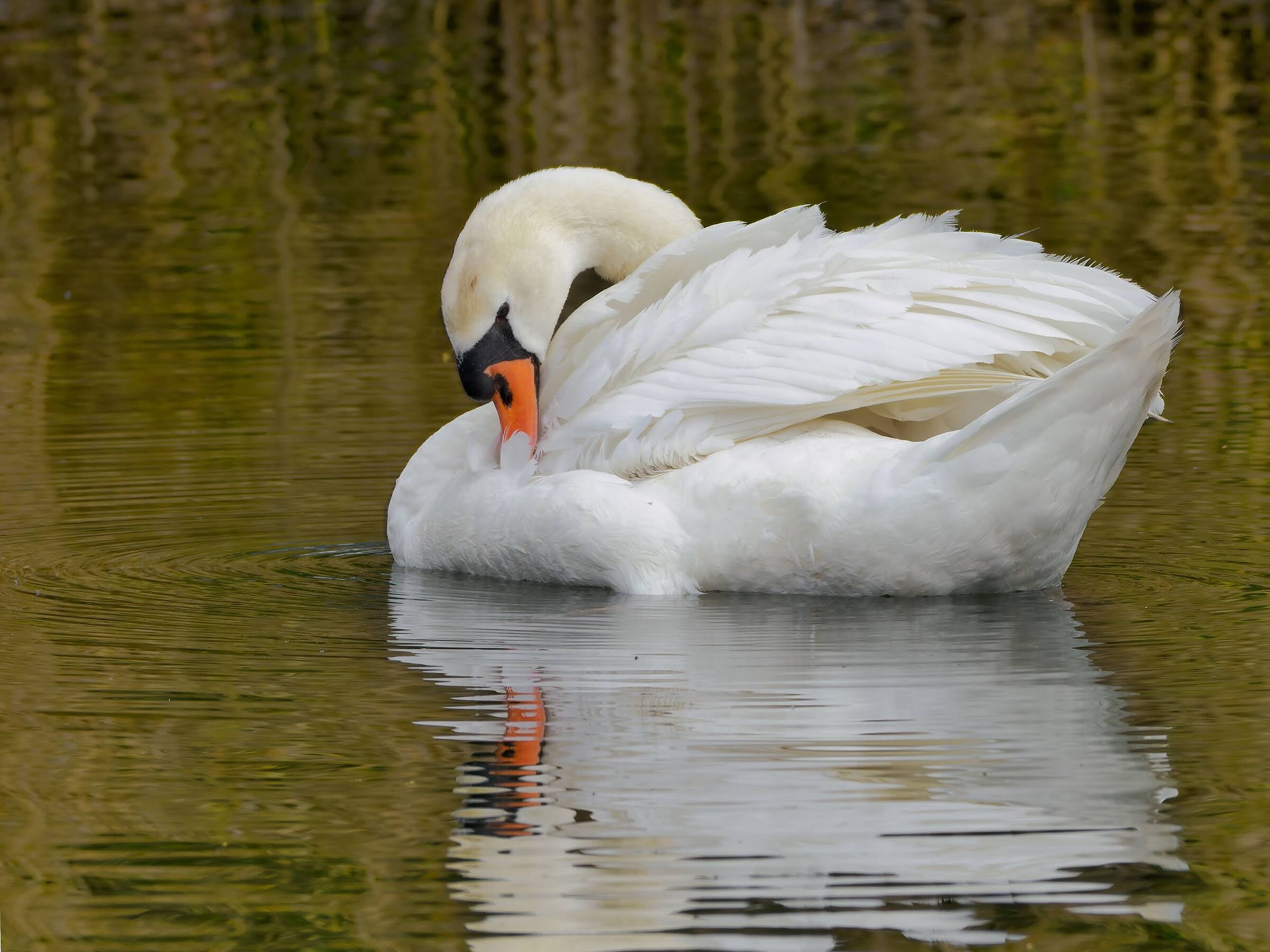 Cigno reale sul lago dorato.
