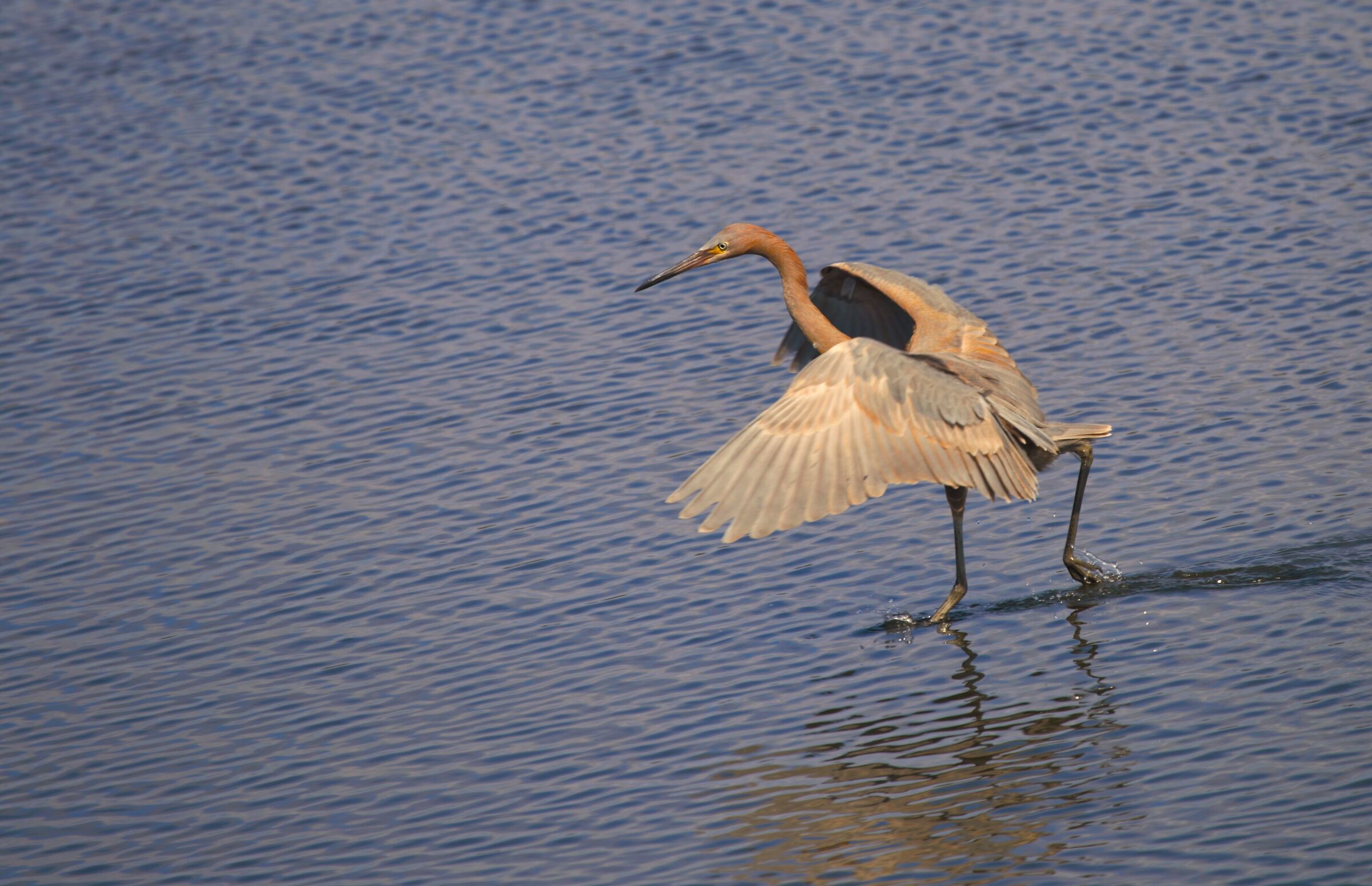 la danza della ballerina rosa