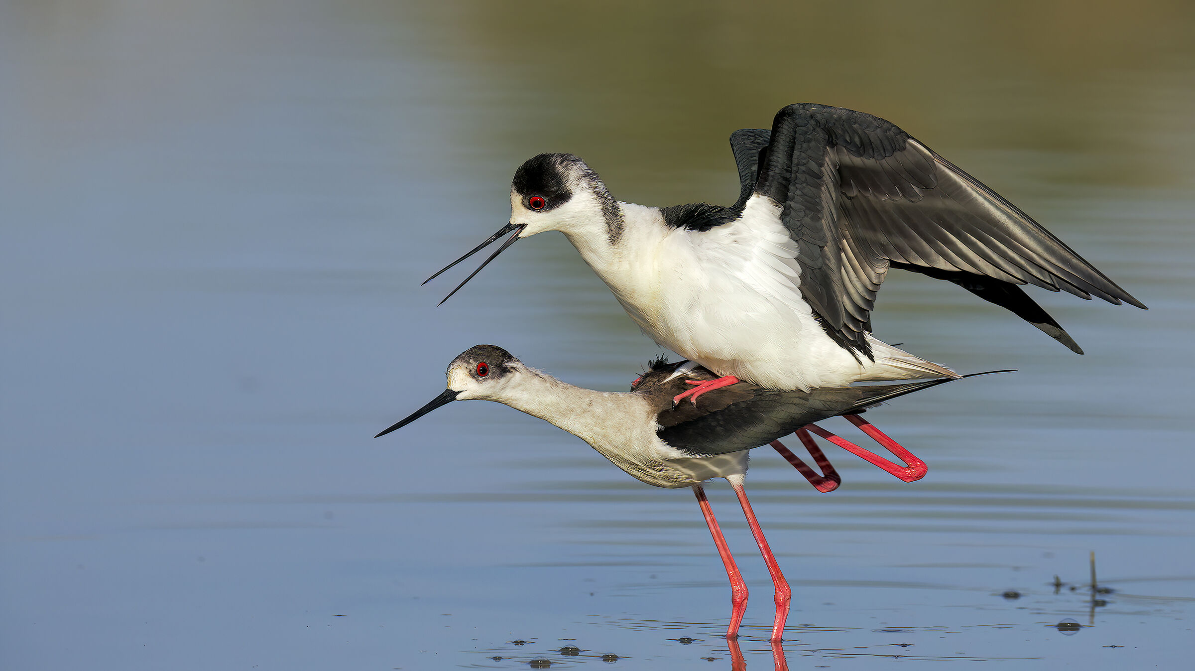 accoppiamenti 2024-2