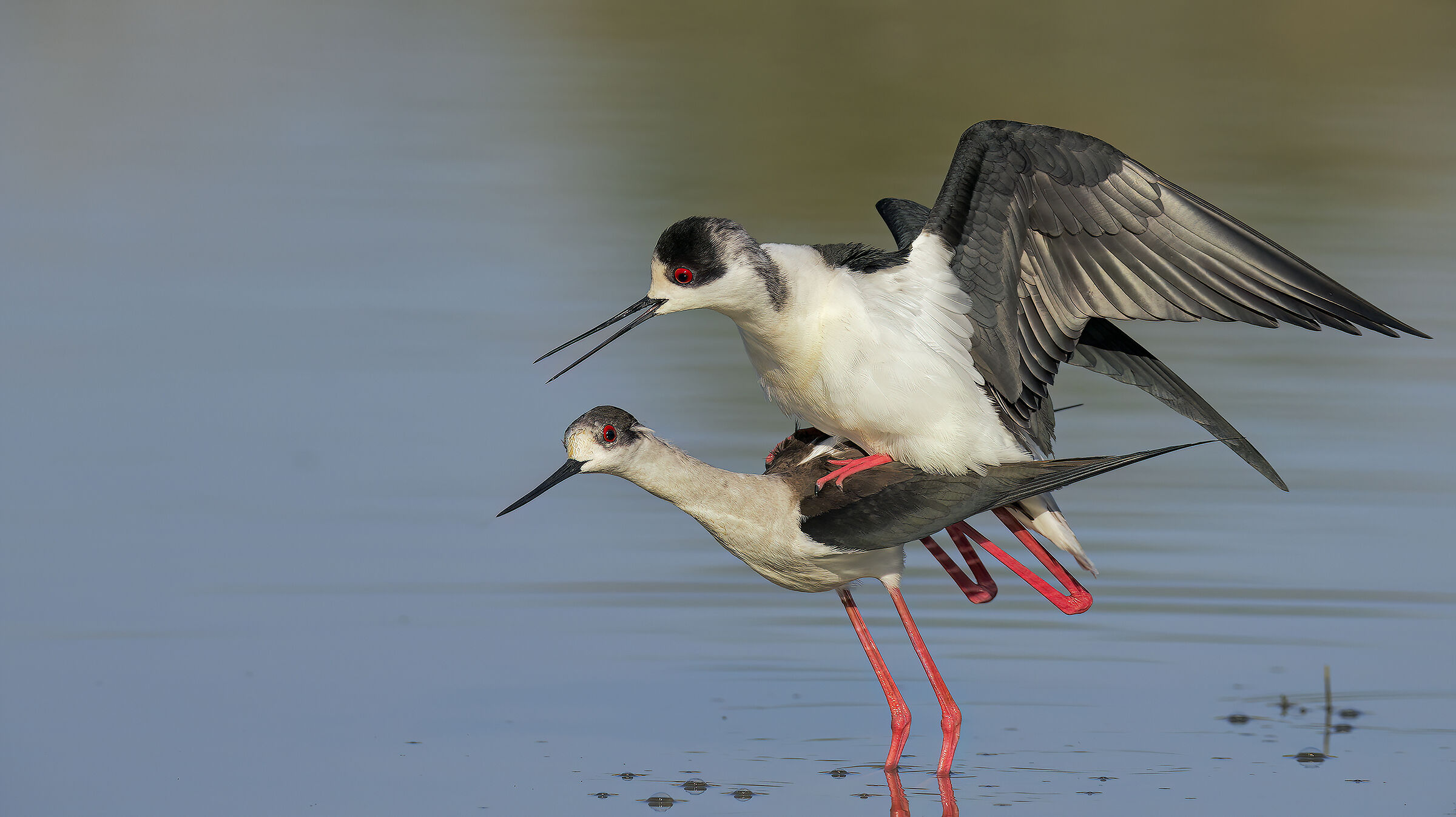 accoppiamenti 2024-3