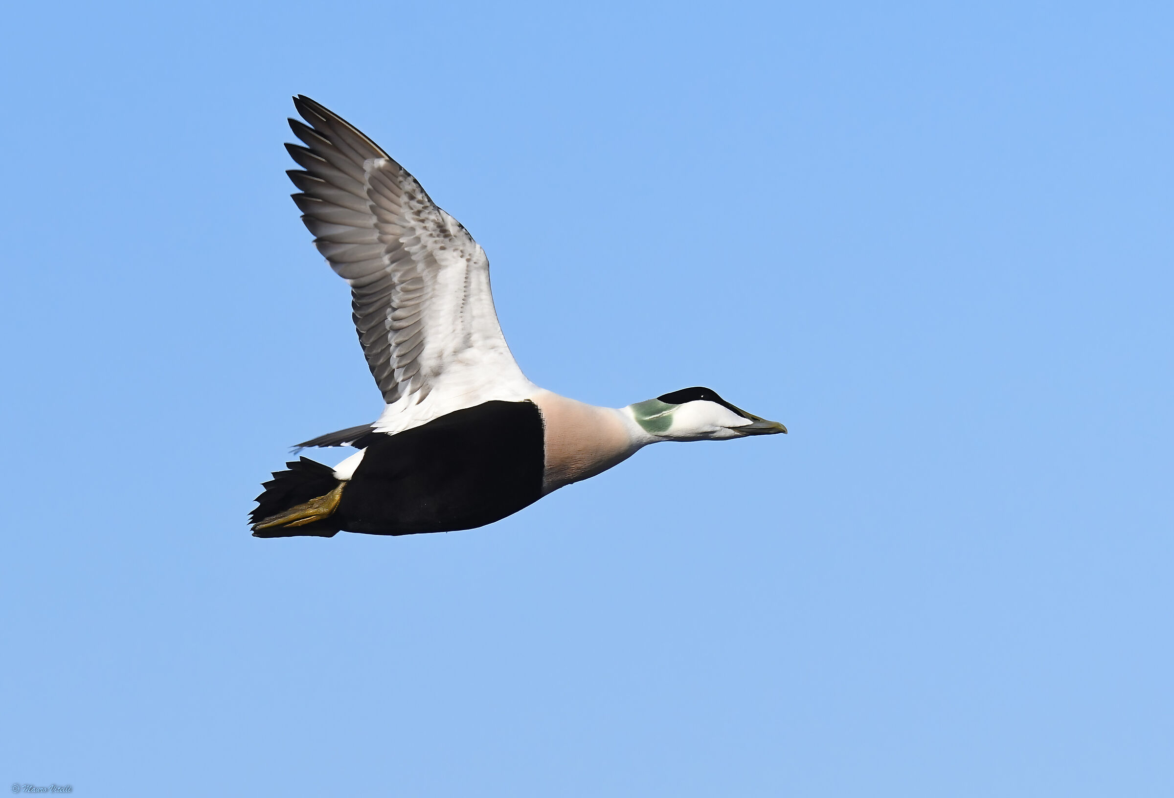 Eider (Somateria mollissima)