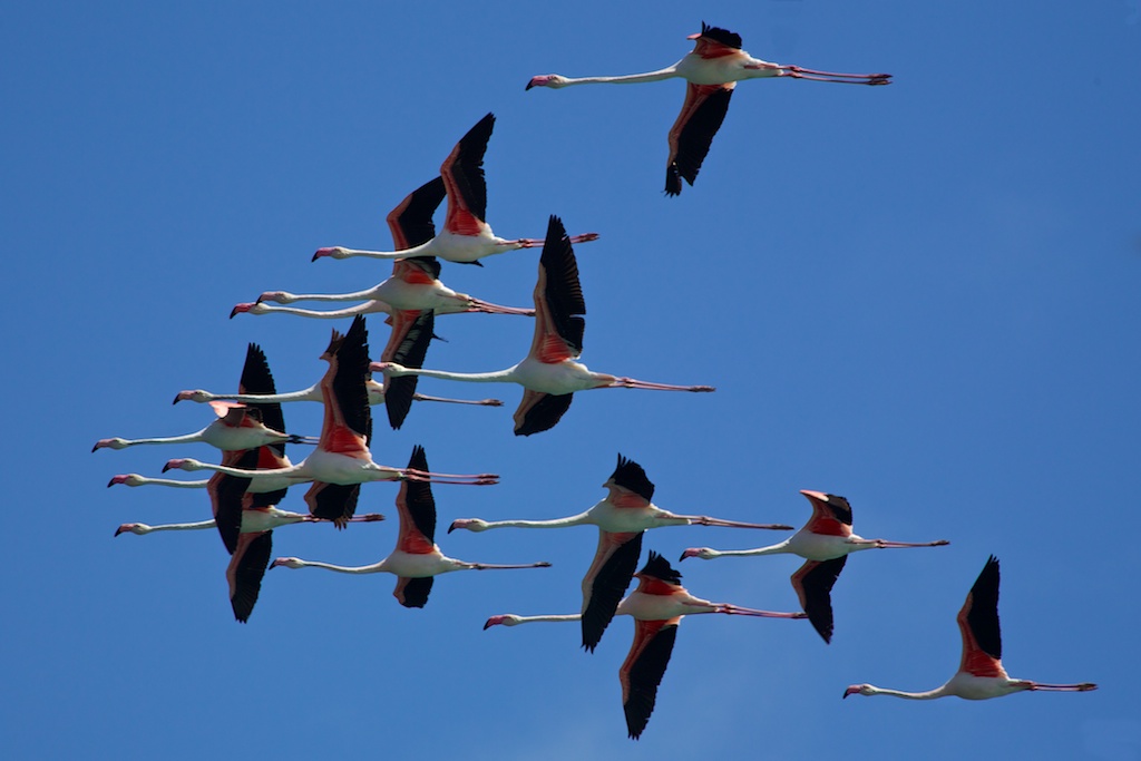 flamingos