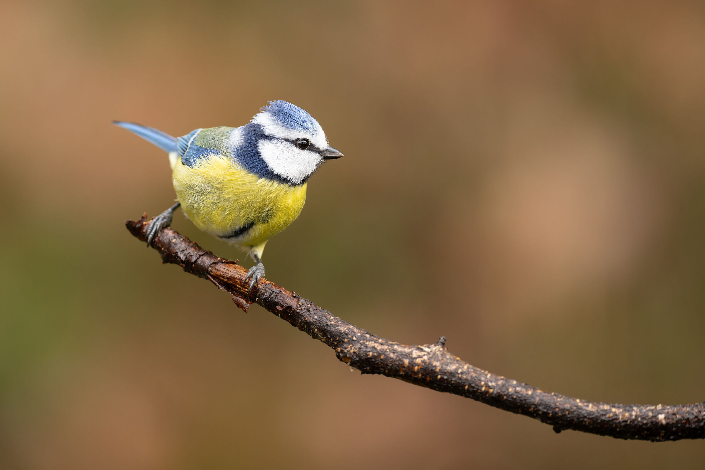 Cyanistes caeruleus