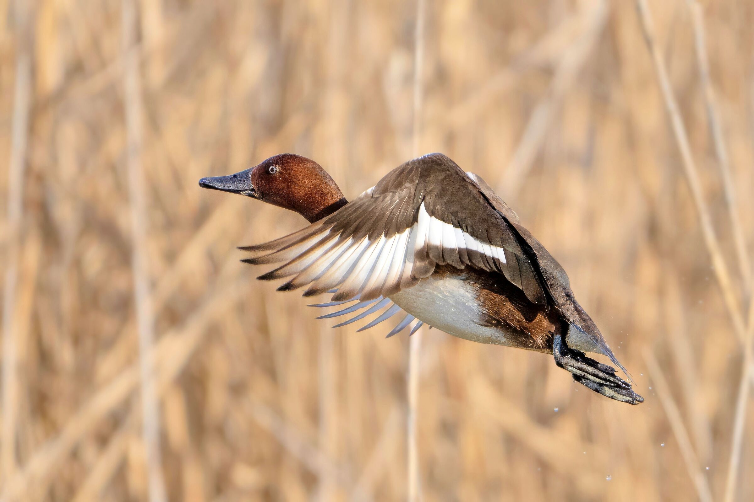 Moretta tabaccata (Aythya nyroca)