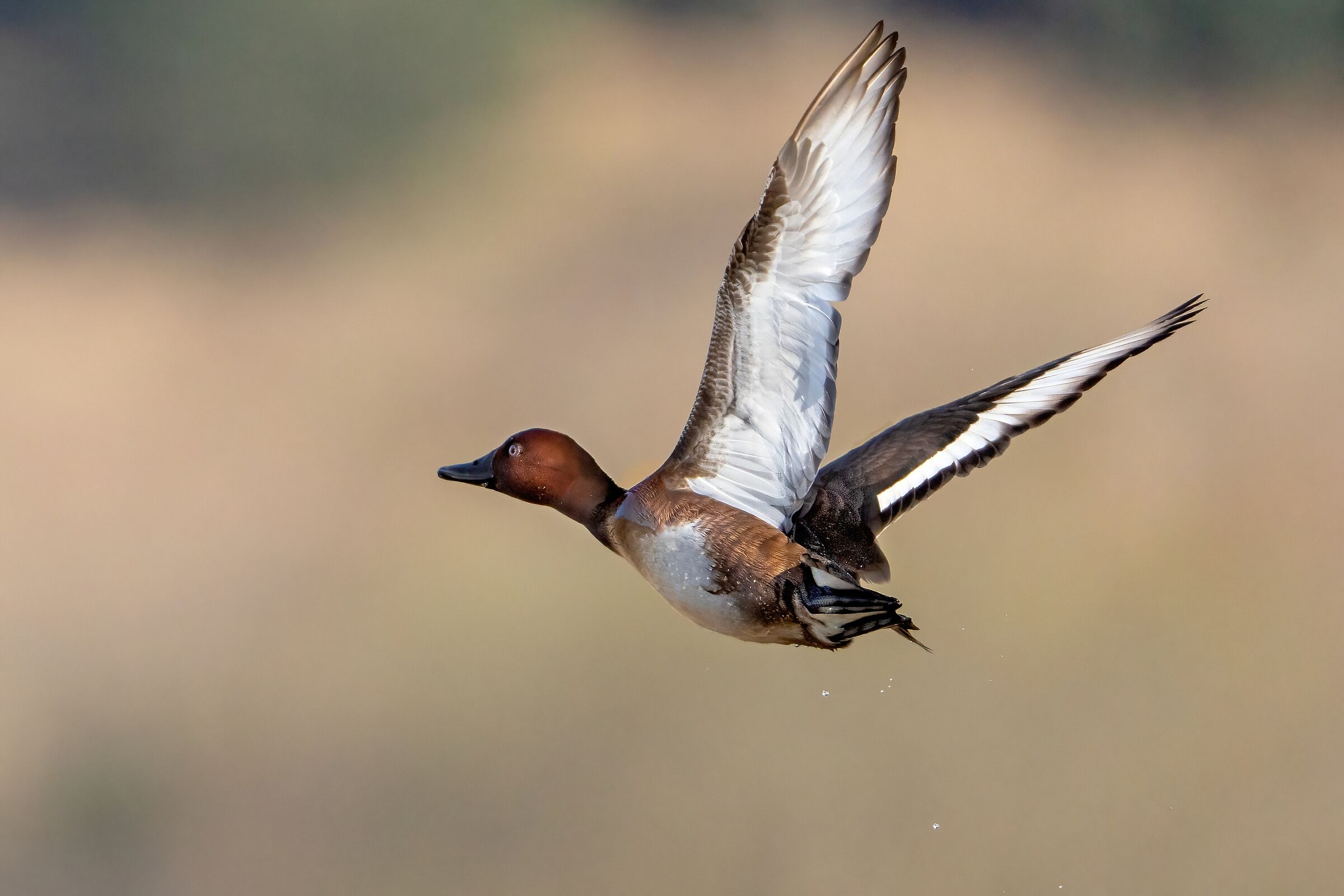 Ferruginous duck (Aythya nyroca)