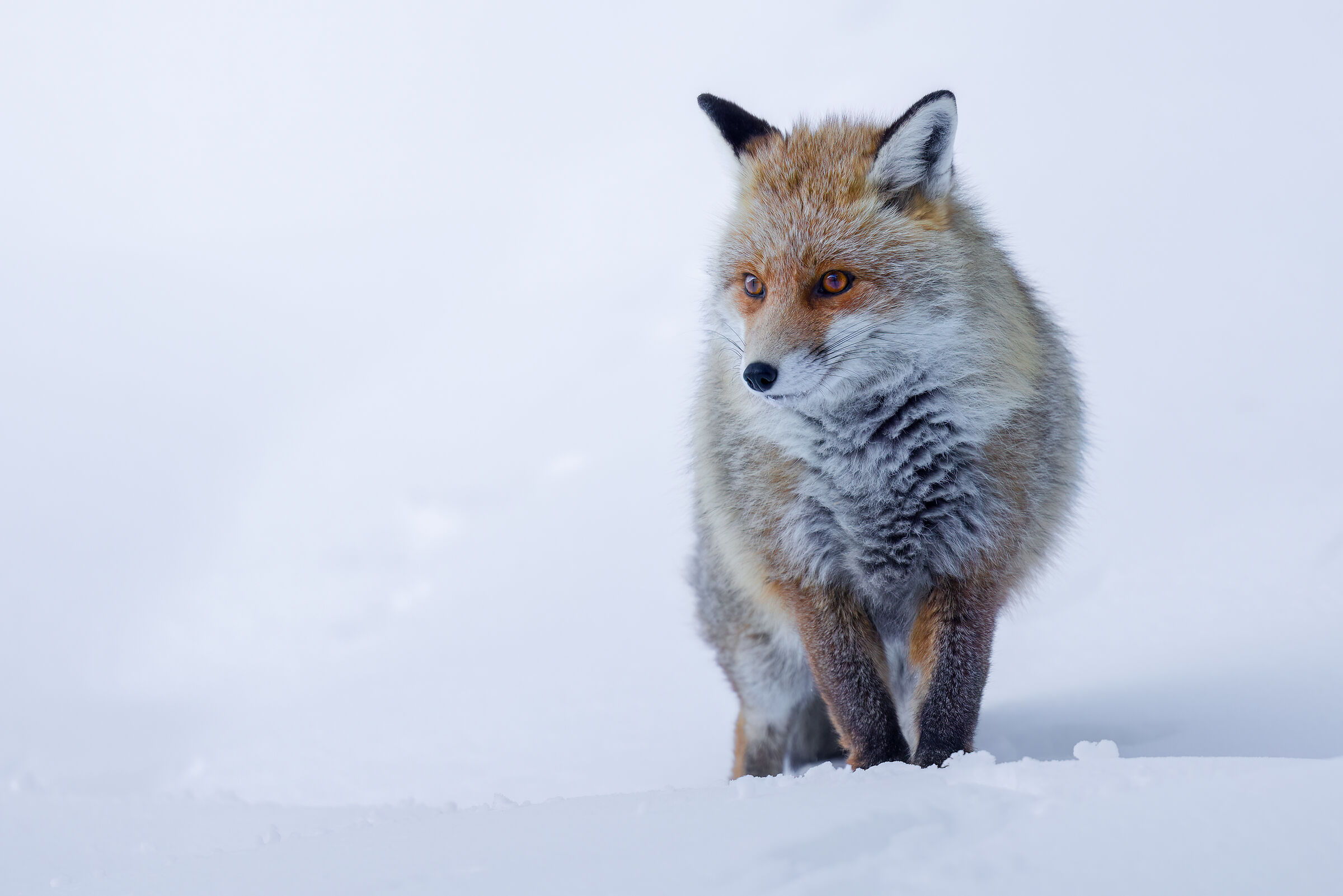 Red Fox