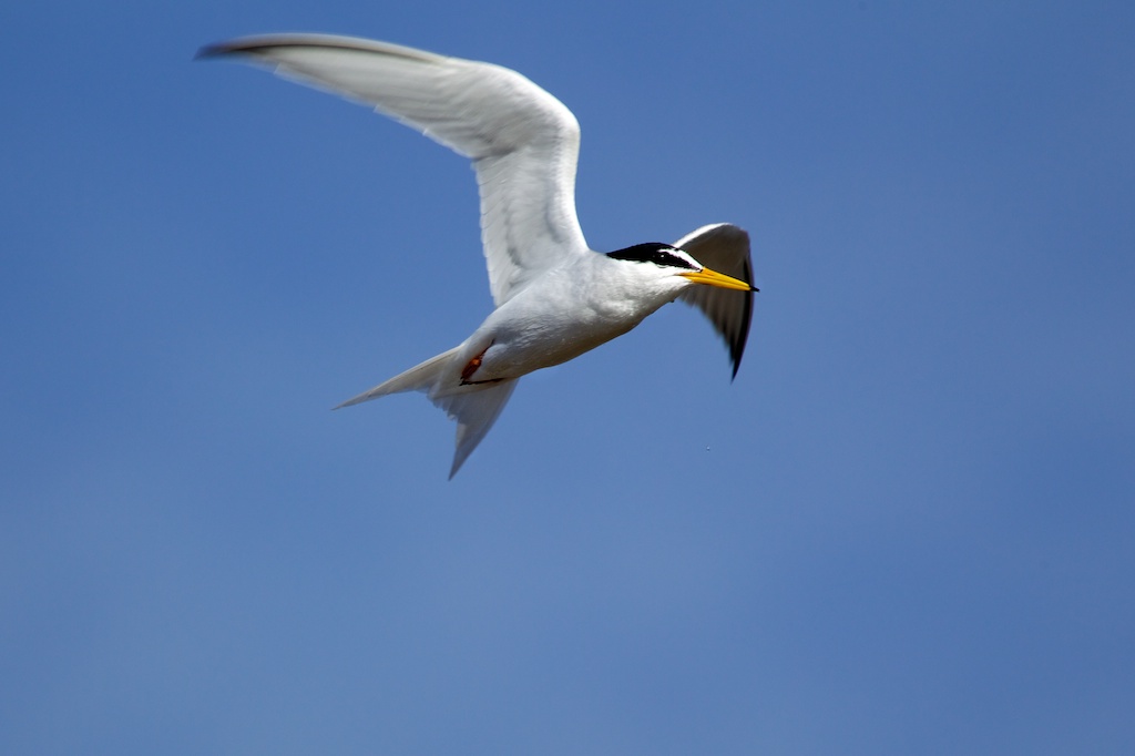 tern