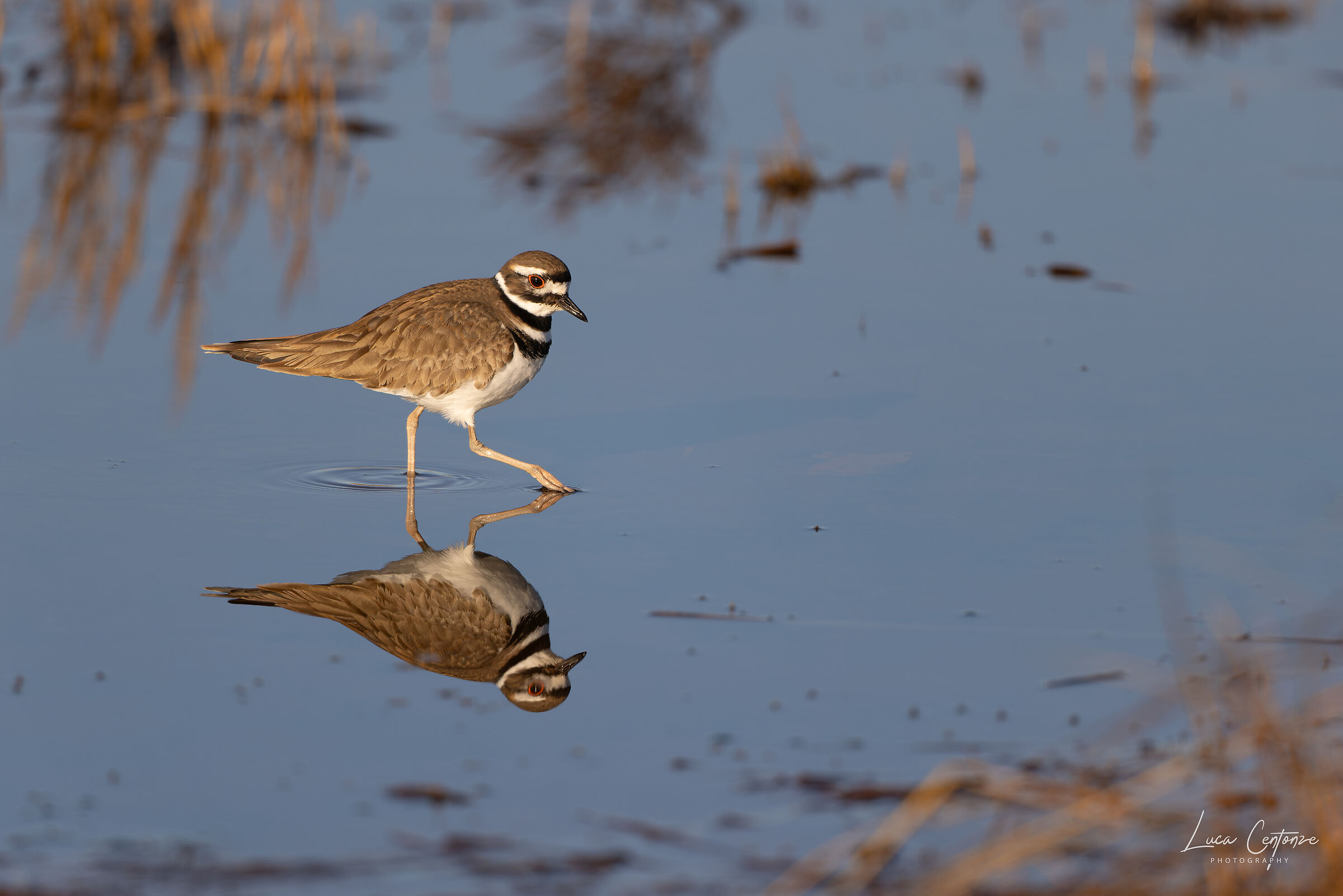 Corriere Americano (Charadrius vociferus)