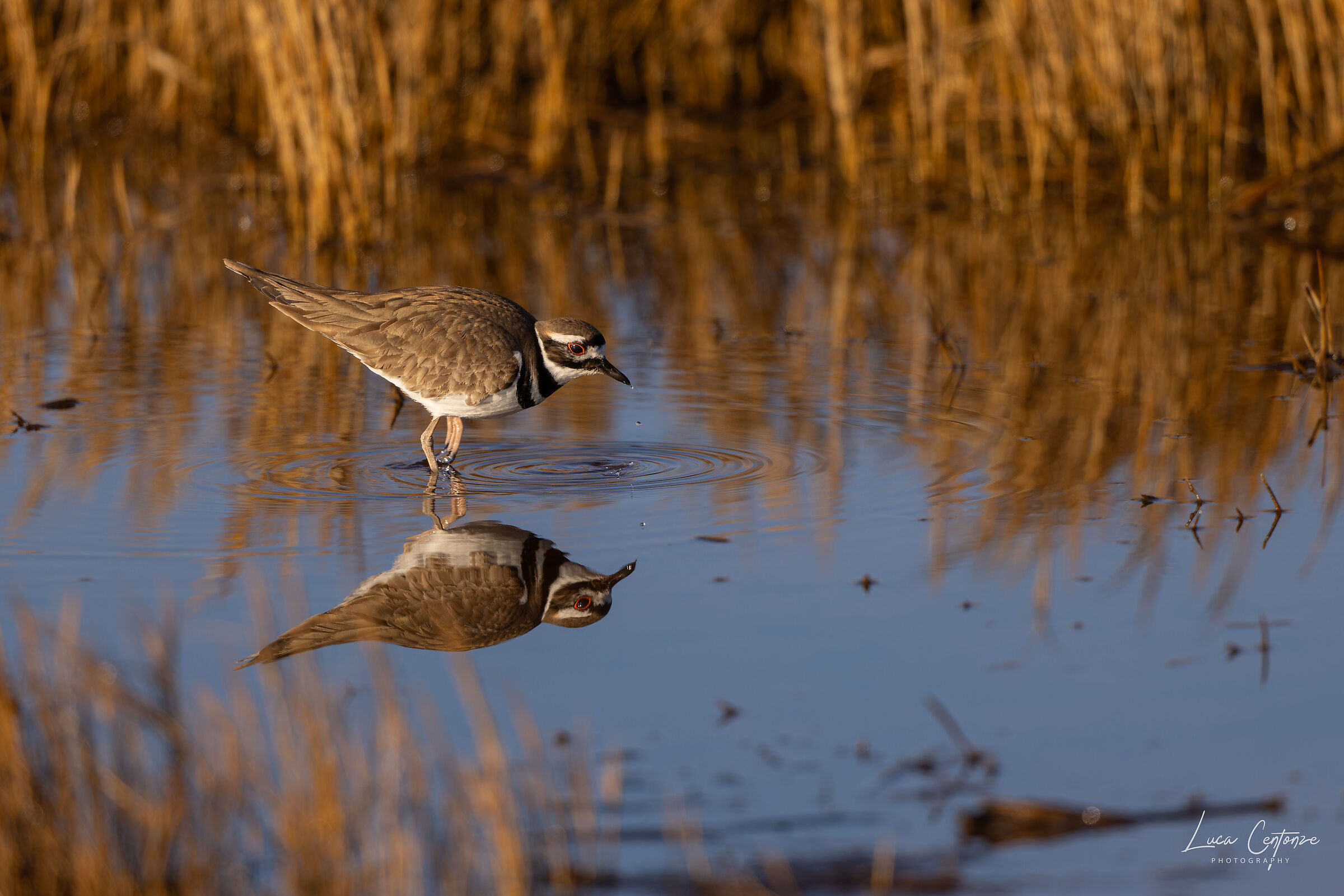 Corriere Americano (Charadrius vociferus)