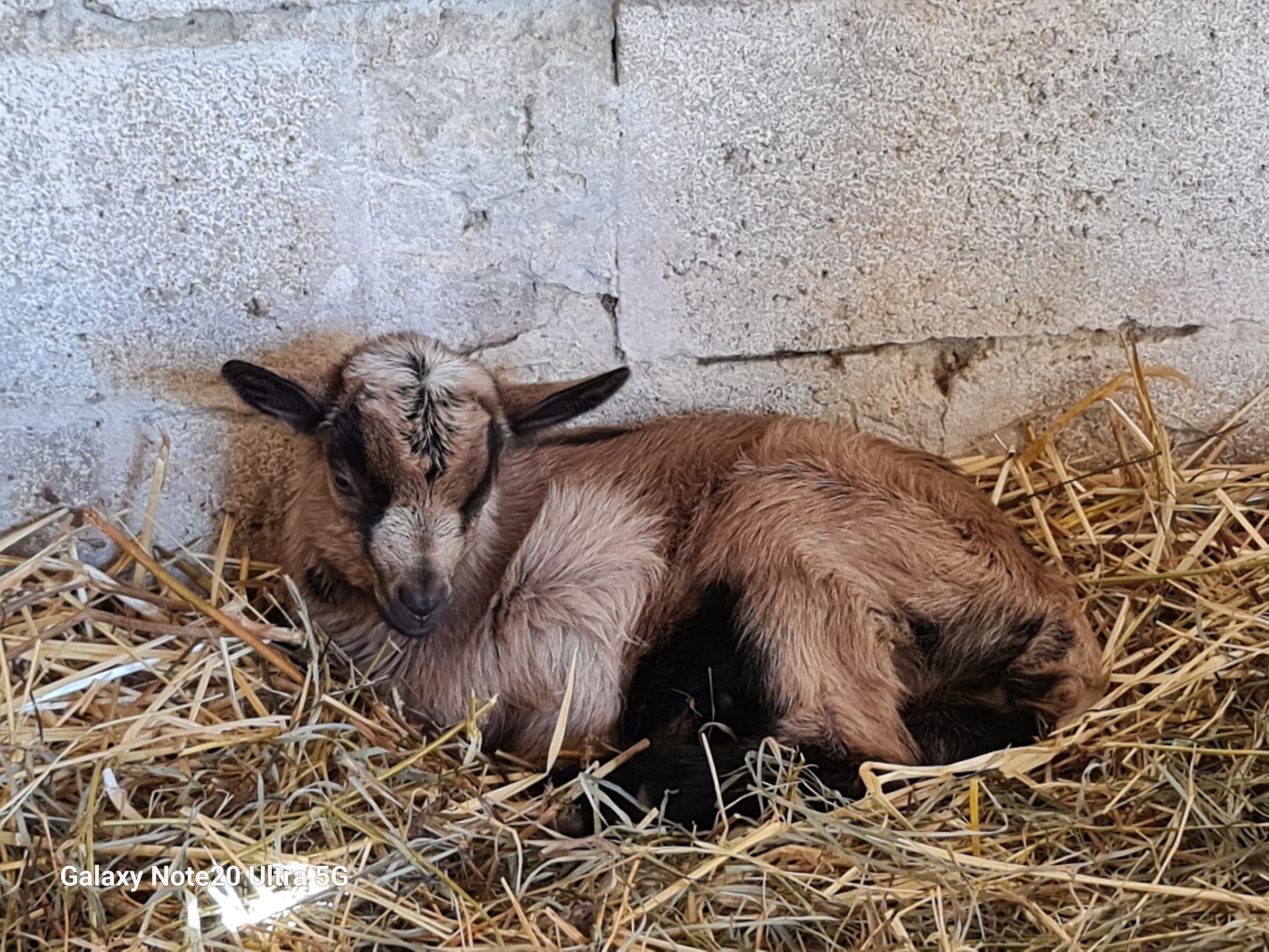 5 giorni di vita