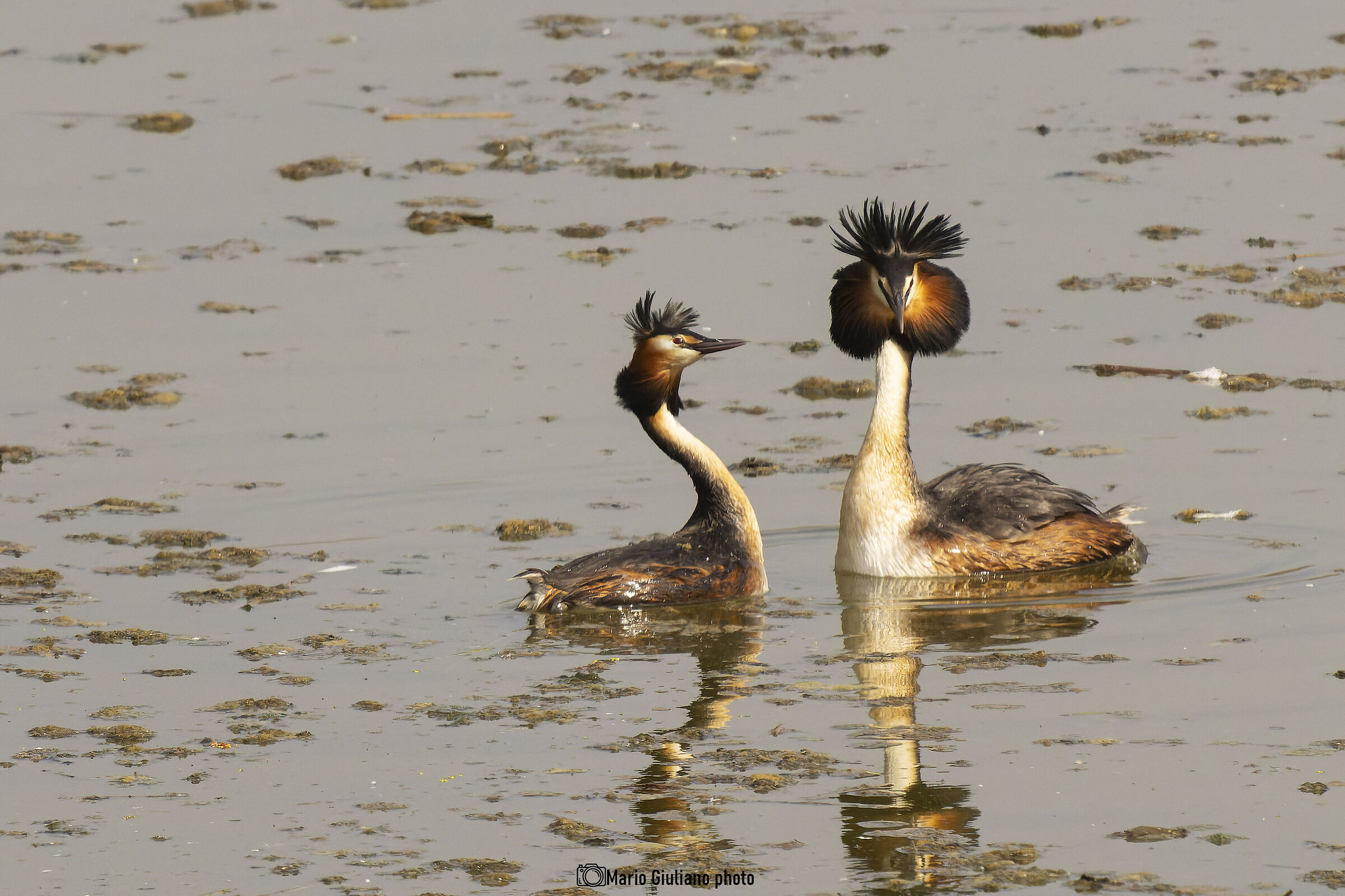 Grebe