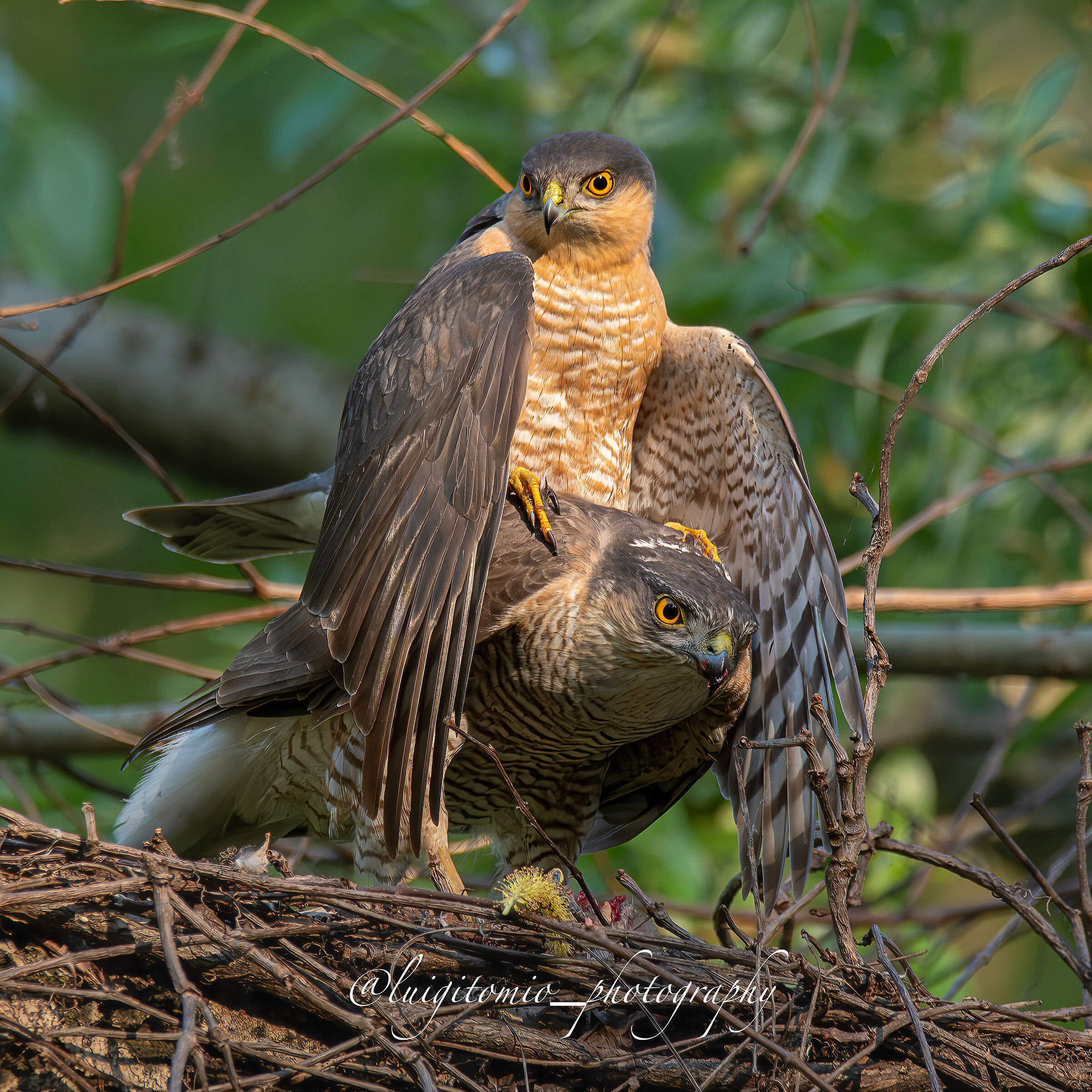 Sparrowhawks in love!