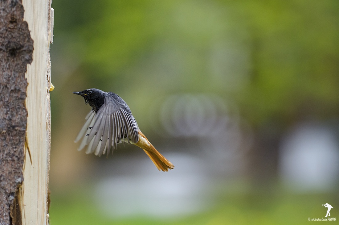 Codirosso spazzacamino