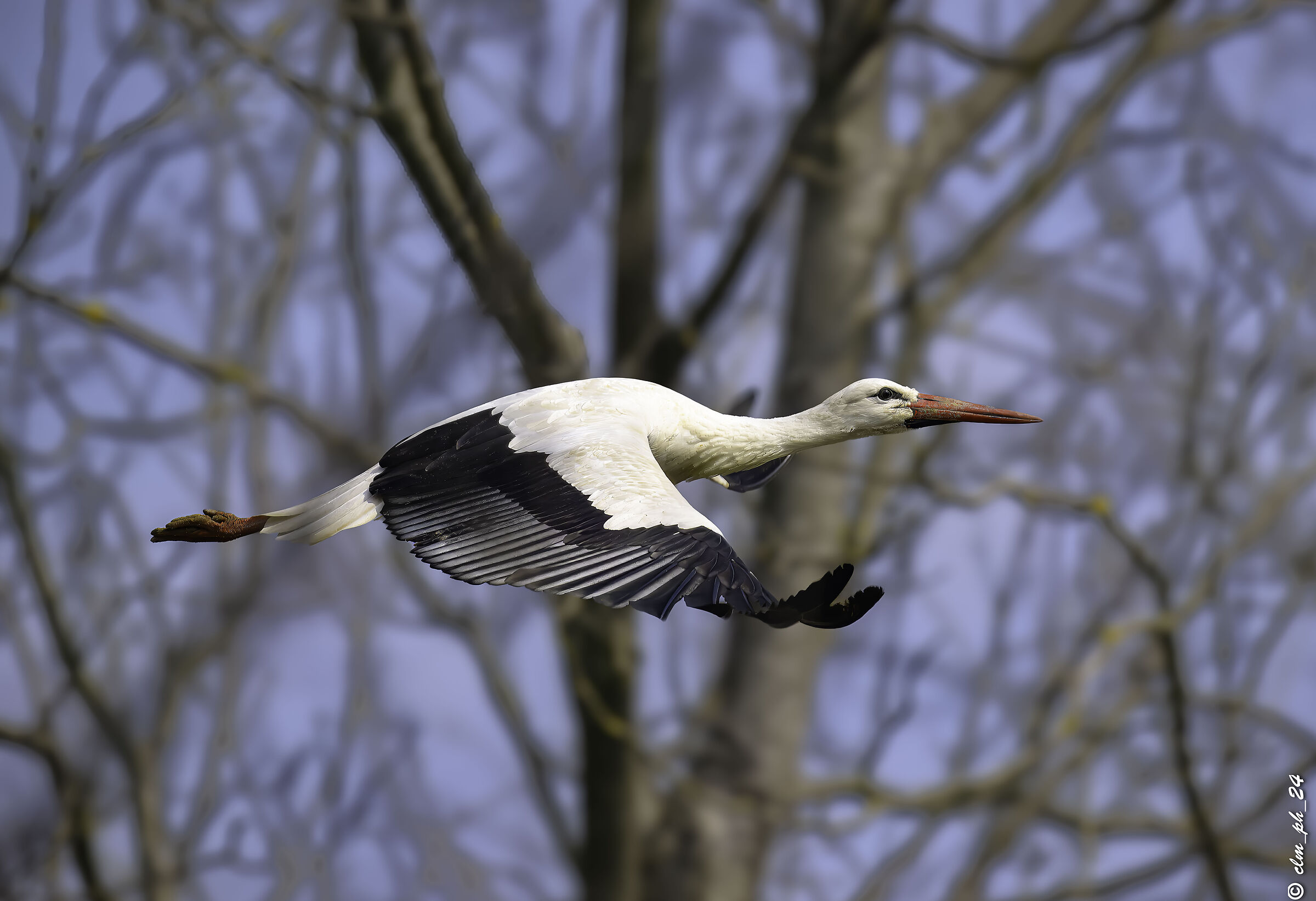 Racconigi the storks are back