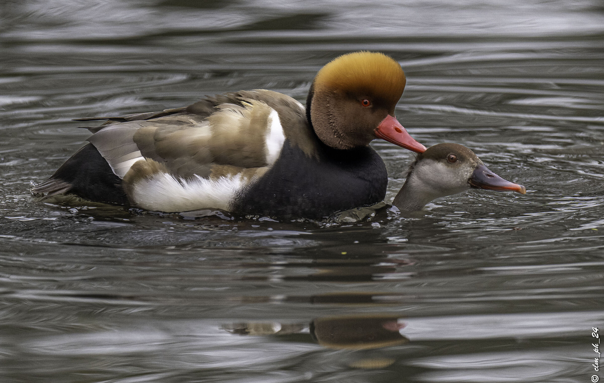 Happy male and female Turkish poction