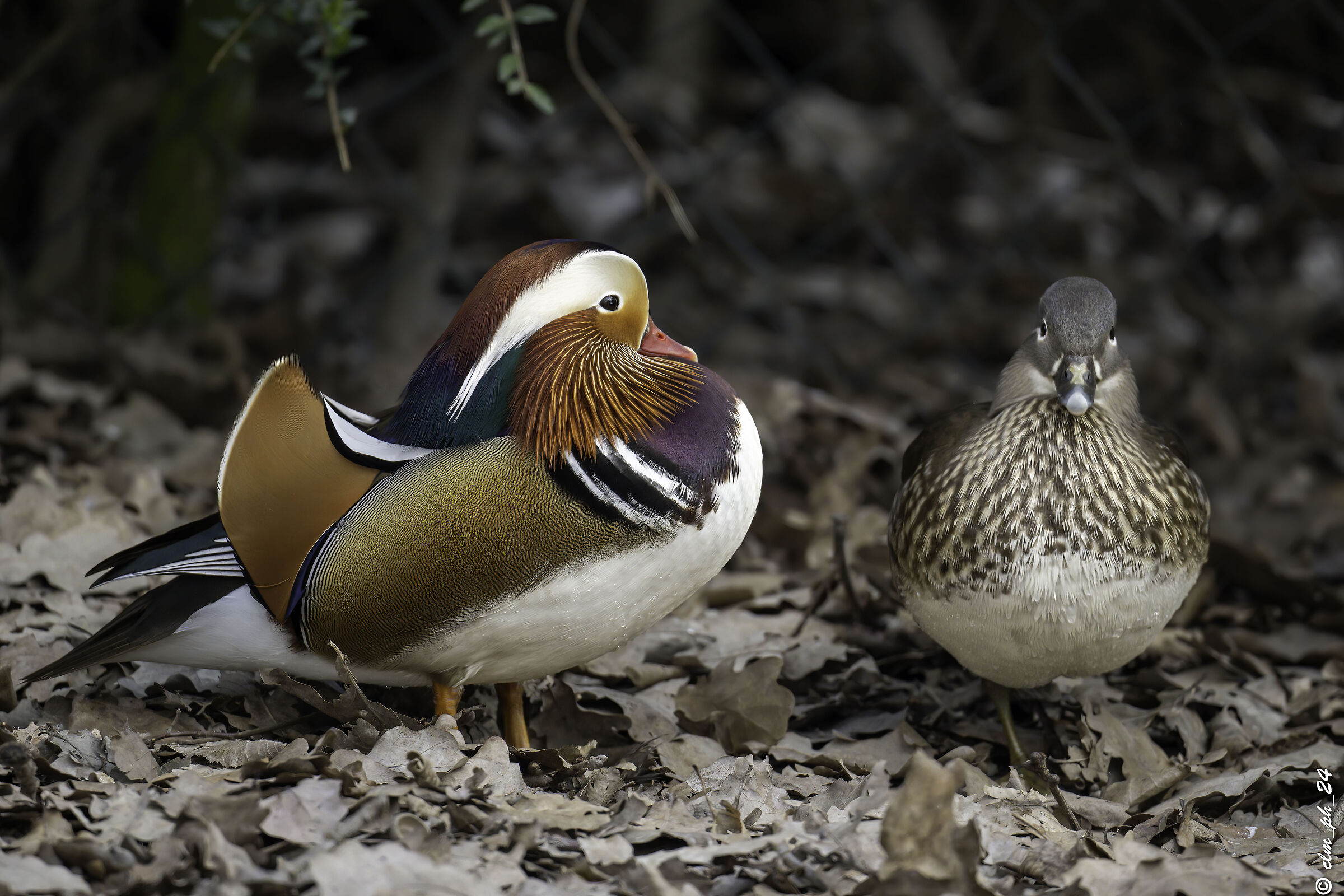 Mandarine lei înc?.. Ta?