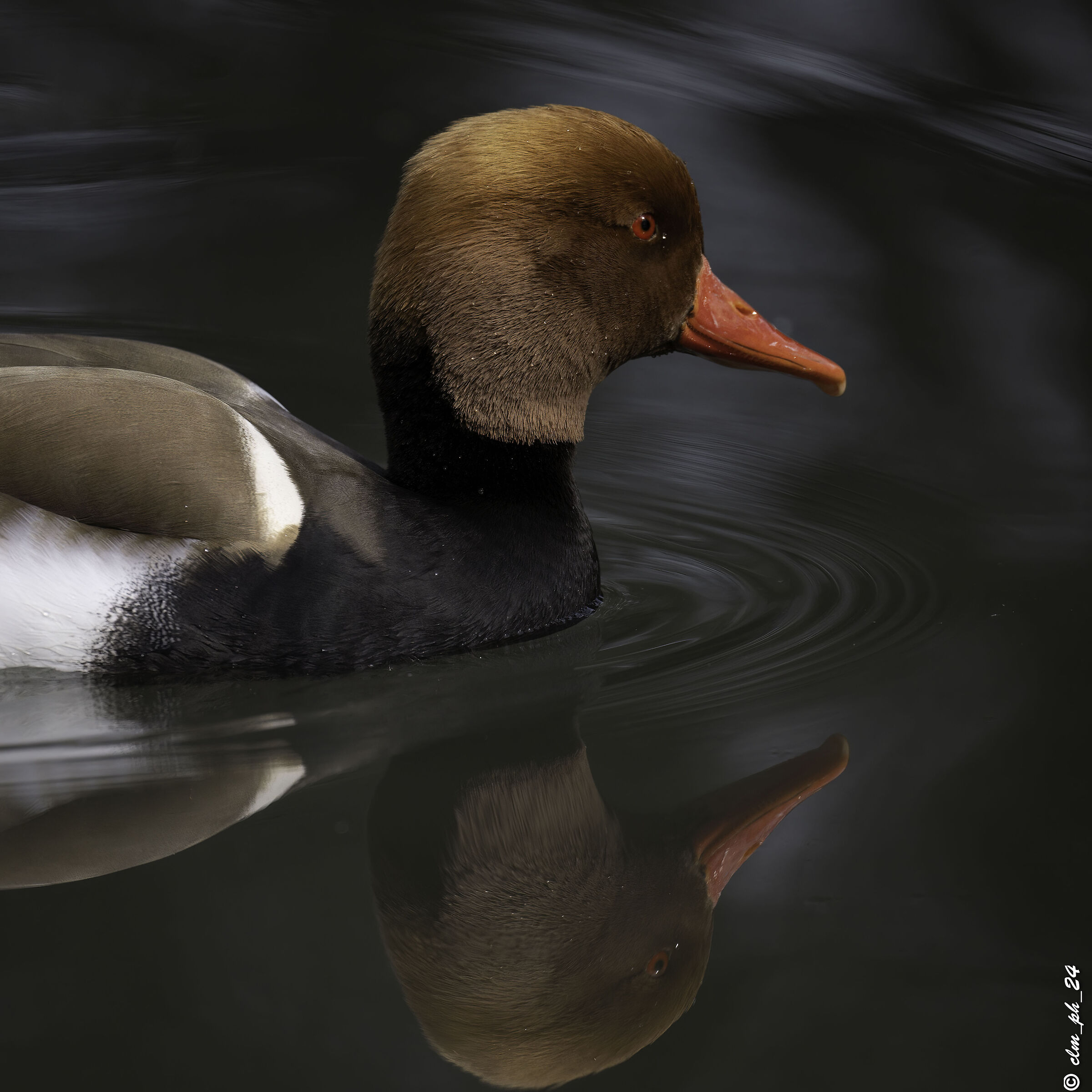 Red-crested pochard