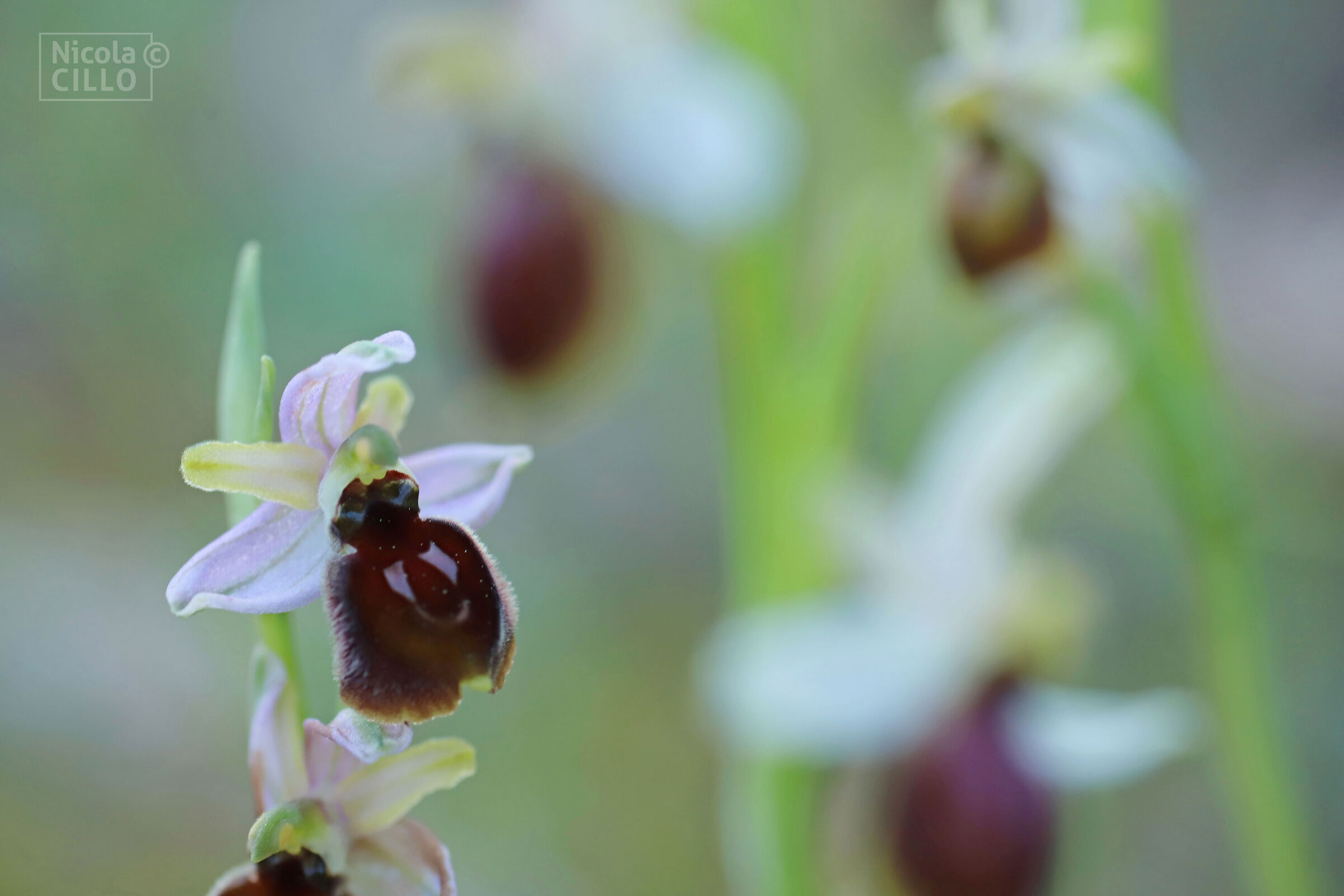 Ophrys mateolana