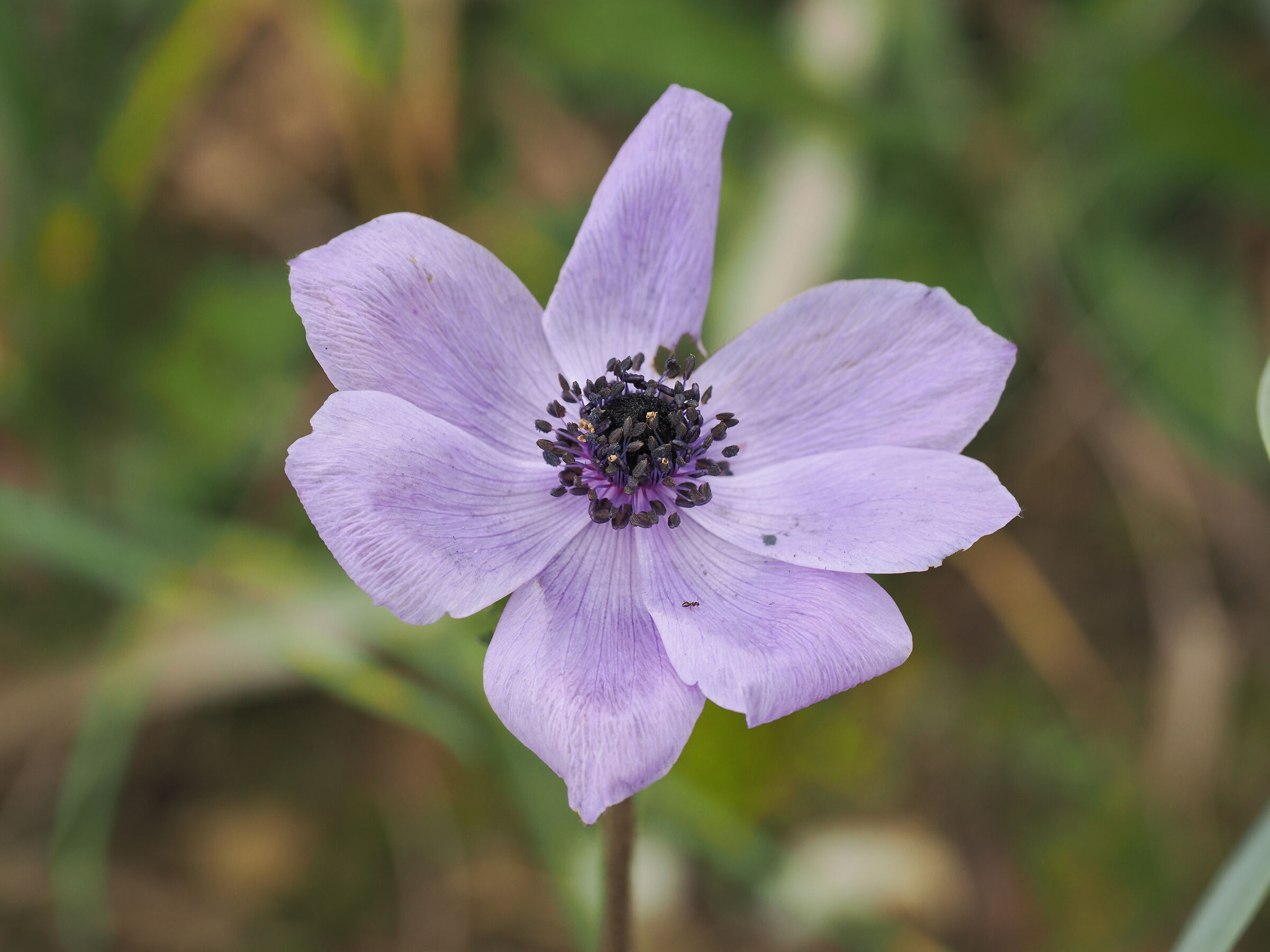 Formica su anemone coronaria