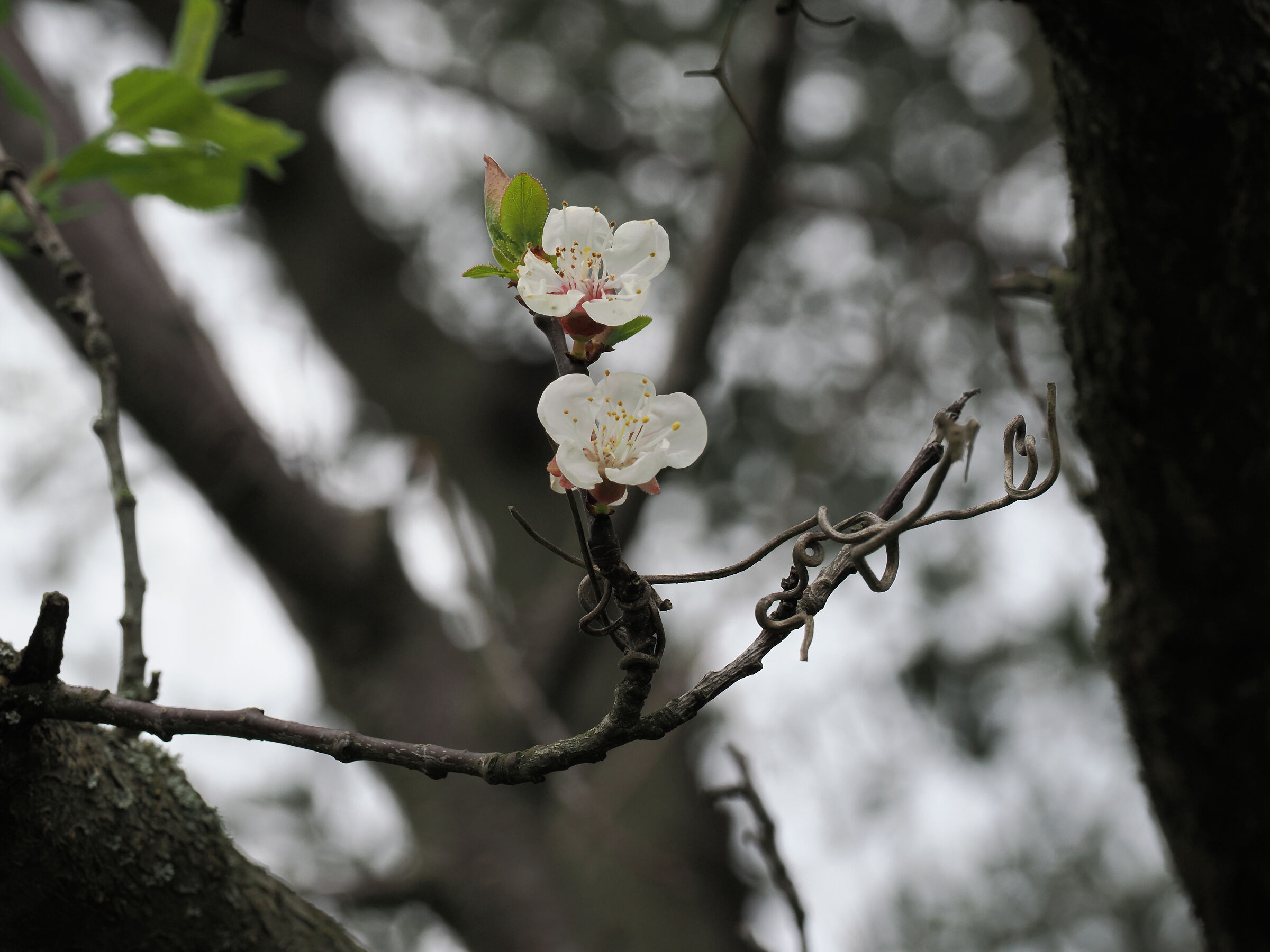 Fiore di albicocco