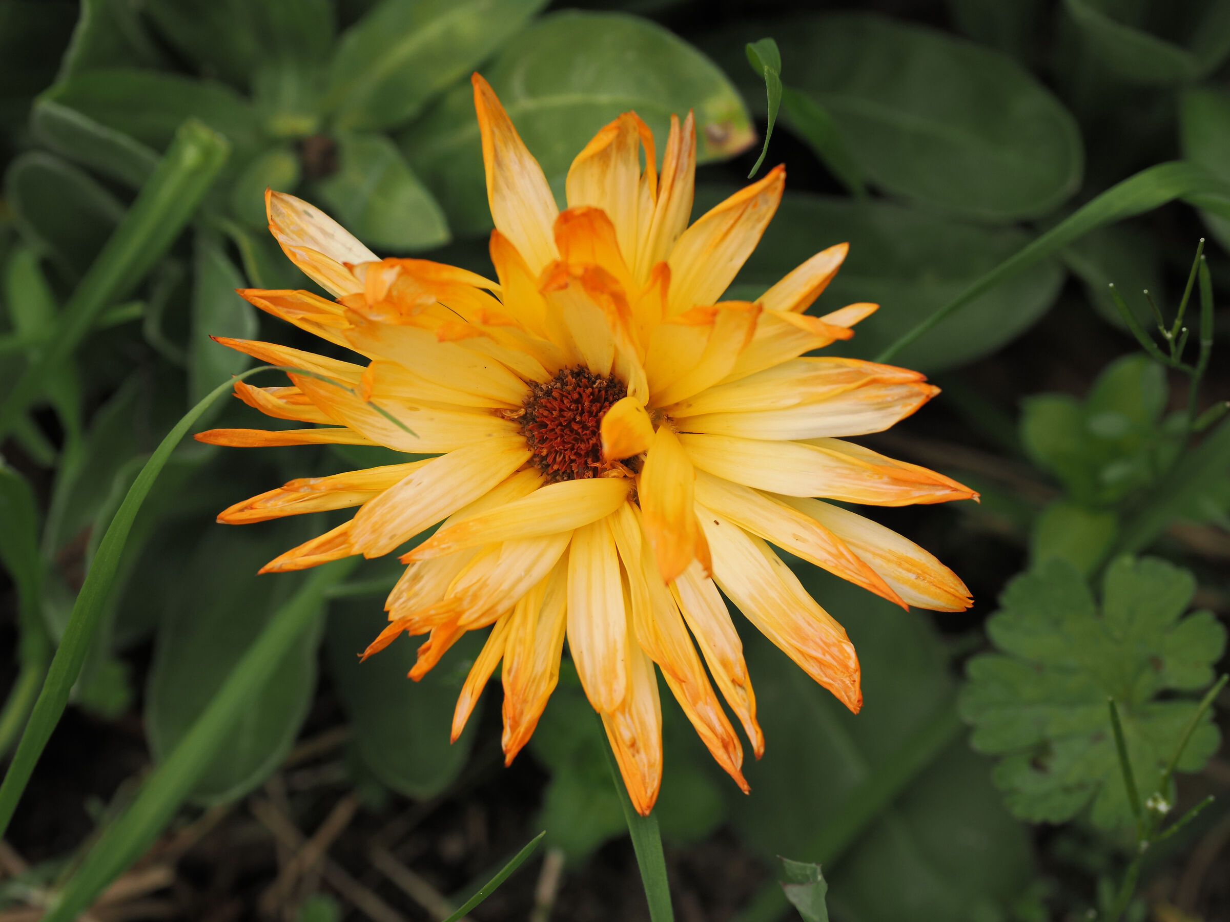 Calendula stellata