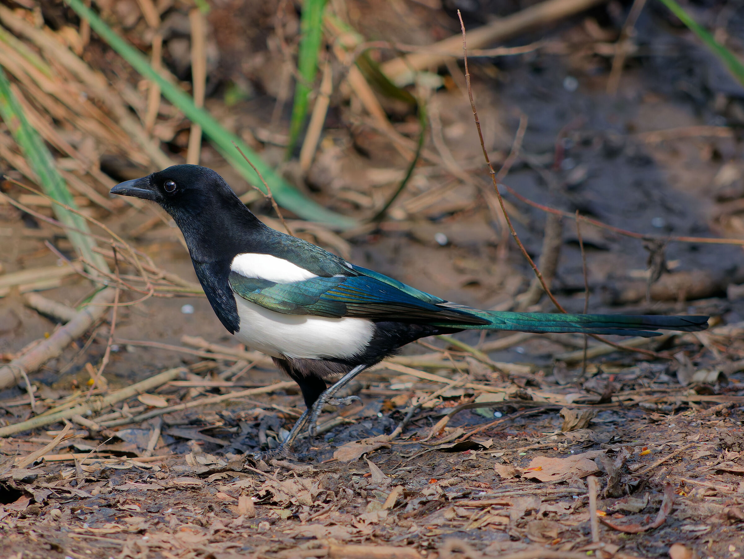 magpie