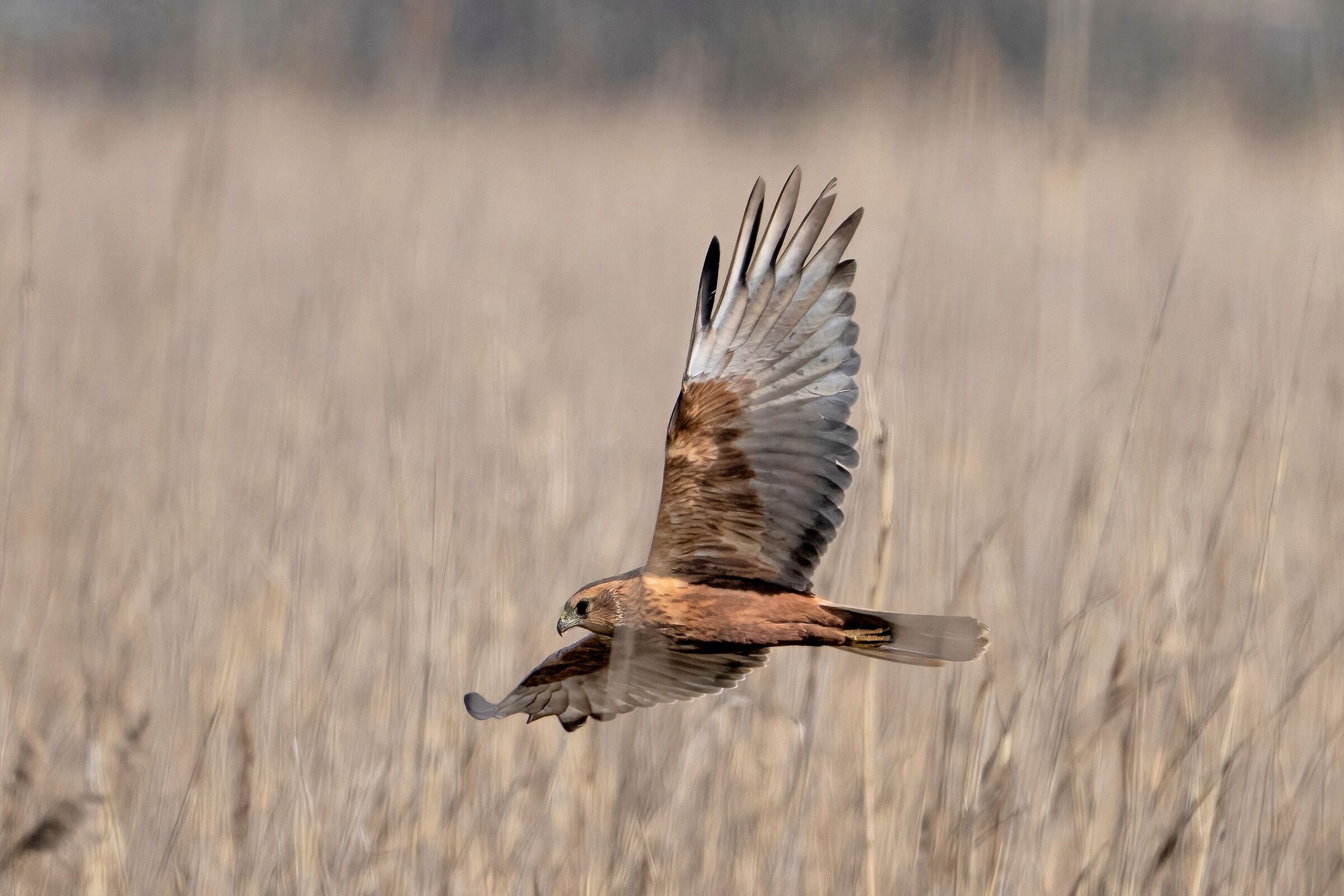 Marsh Harrier (Circus aeruginosus)
