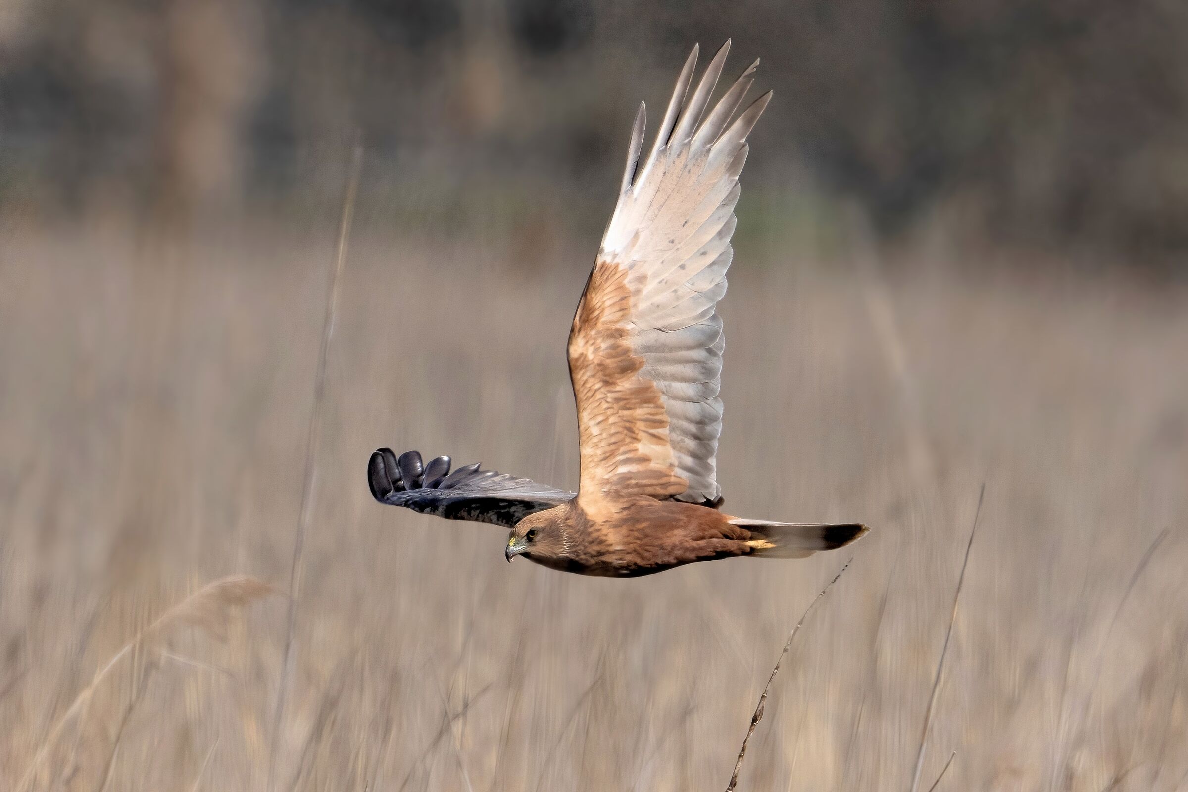Marsh Harrier (Circus aeruginosus)