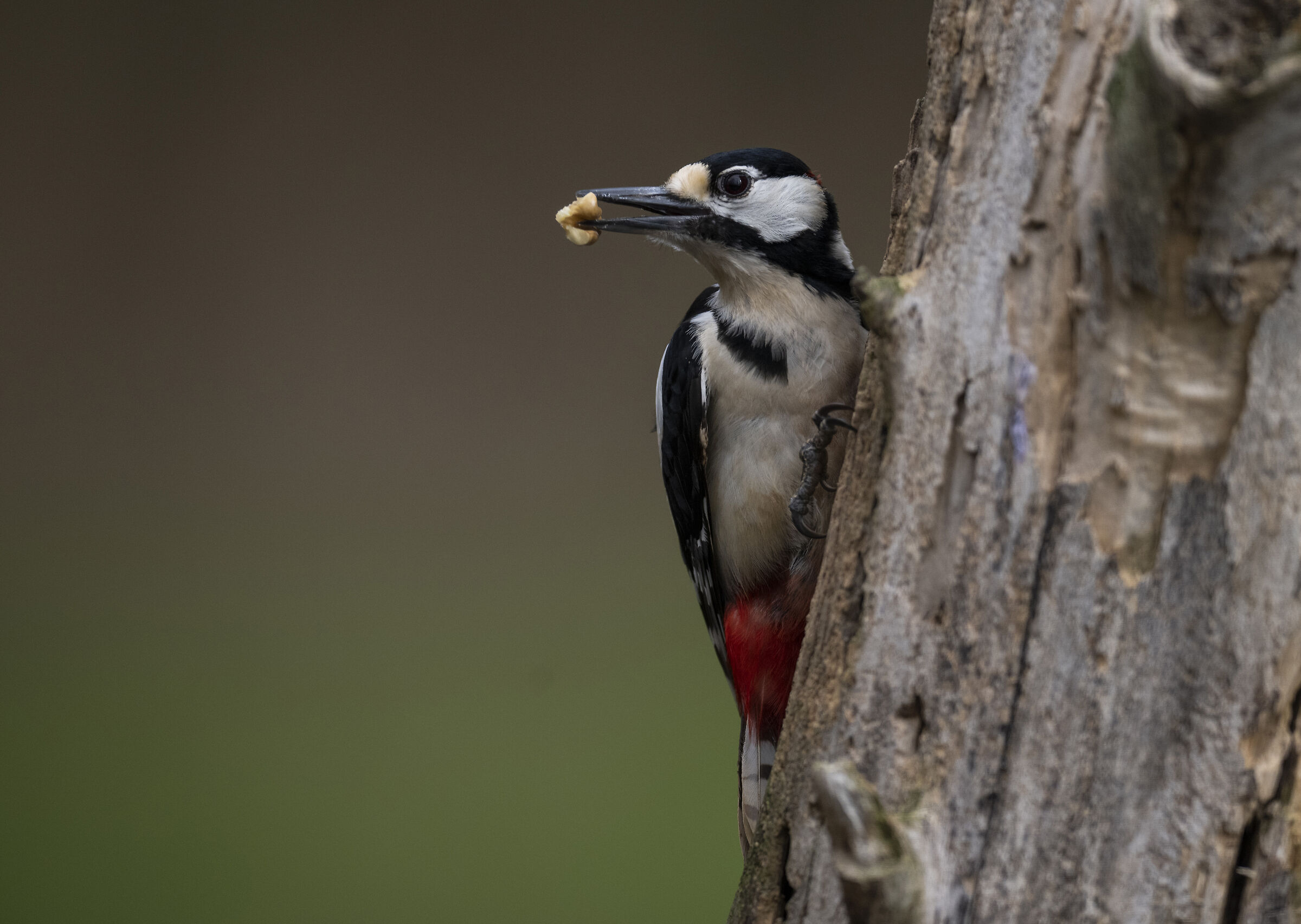 Great spotted woodpecker with walnut