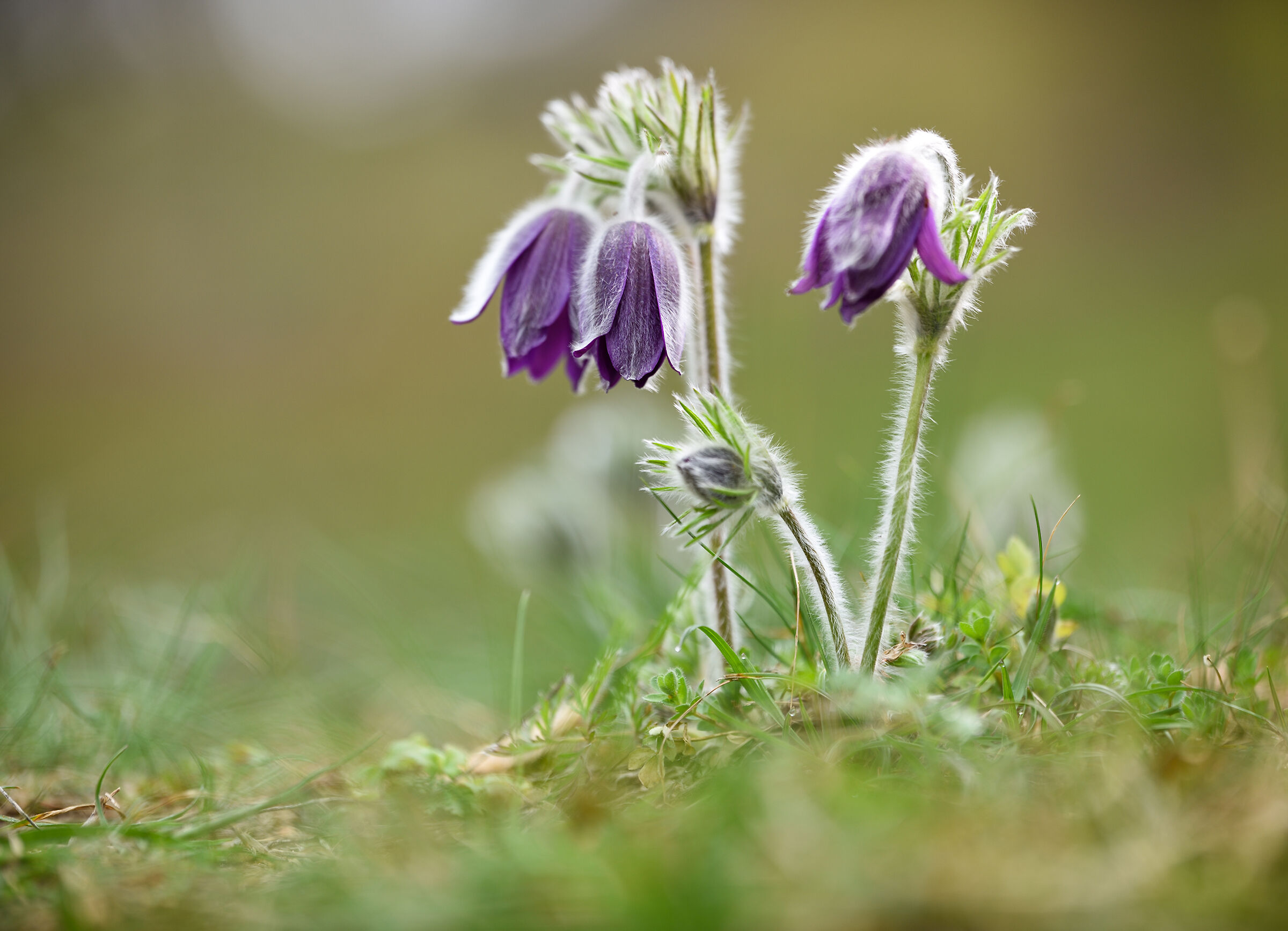 Pulsatilla montana