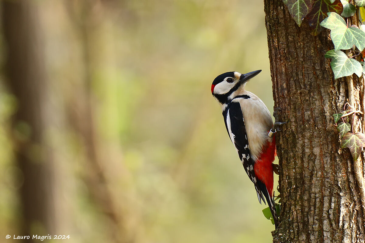 Picchio rosso maggiore