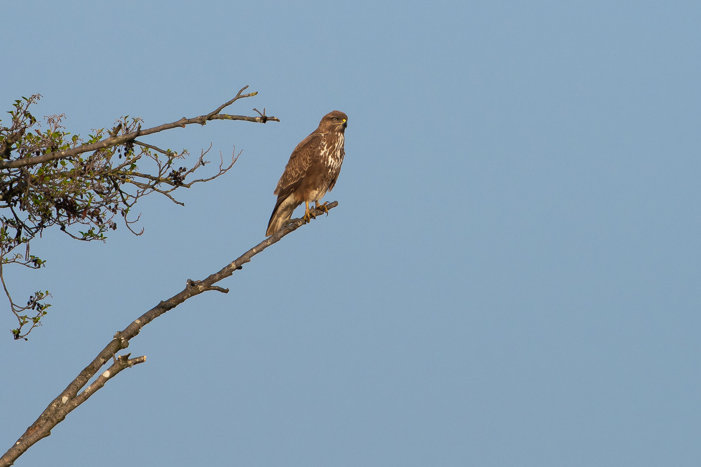 Buzzard