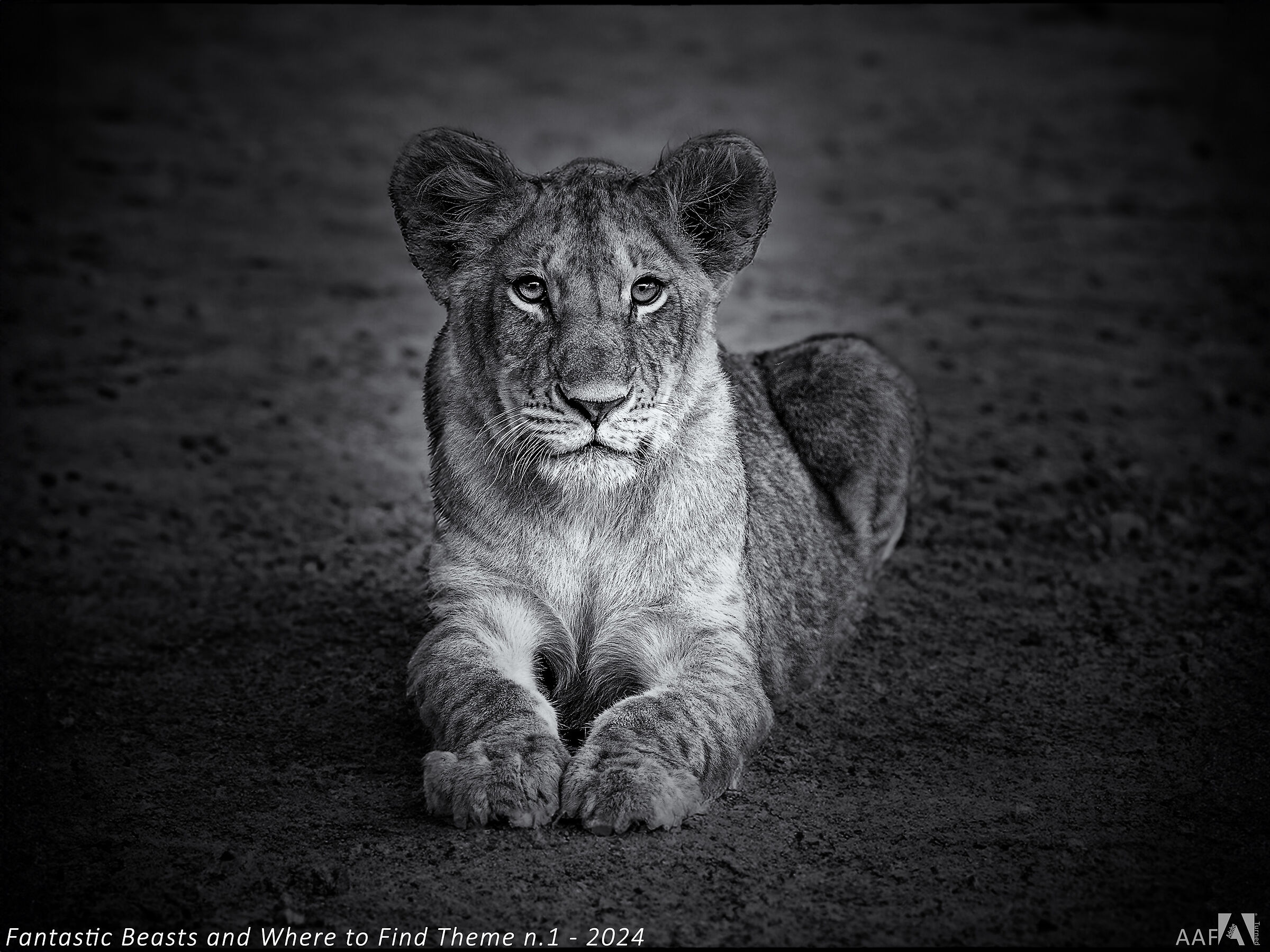 Fantastic Beasts and Where to Find Them n.1-2024